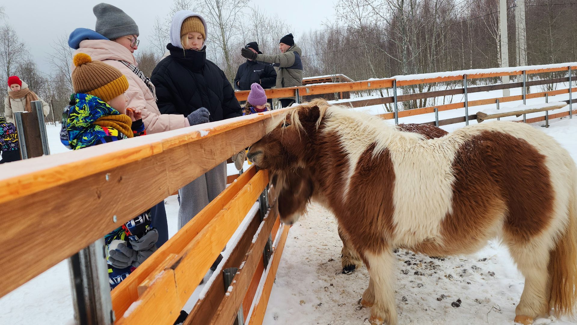 лотошино, зоопространство, контактный зоопарк, семейный досуг,