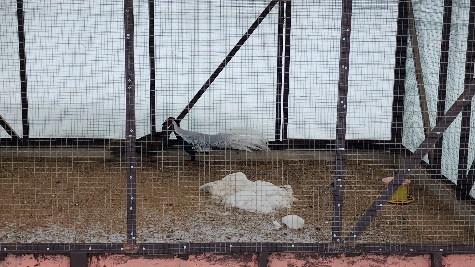 лотошино, зоопространство, контактный зоопарк, семейный досуг,