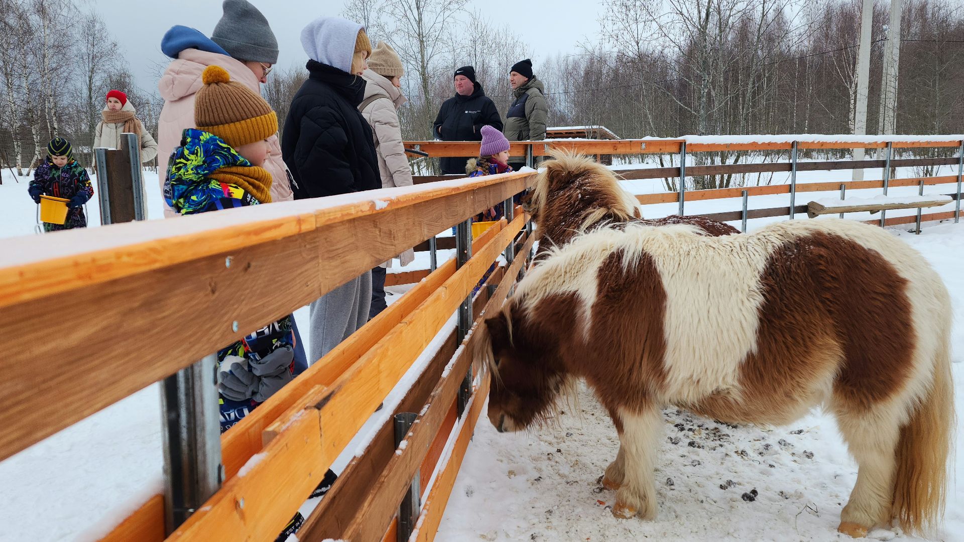 лотошино, зоопространство, контактный зоопарк, семейный досуг,