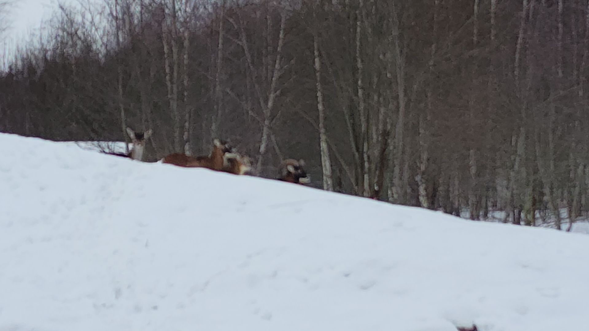 лотошино, зоопространство, контактный зоопарк, семейный досуг,