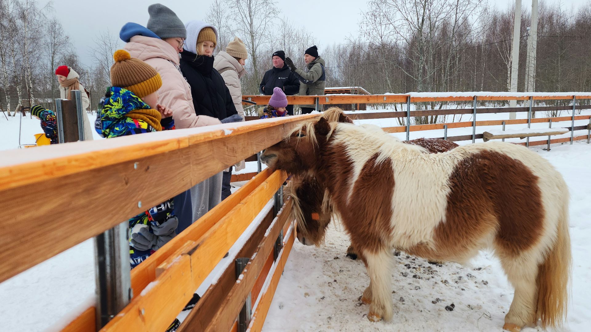 лотошино, зоопространство, контактный зоопарк, семейный досуг,