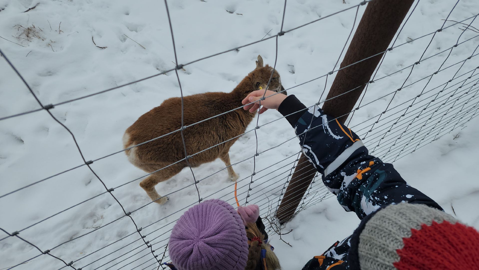 лотошино, зоопространство, контактный зоопарк, семейный досуг,