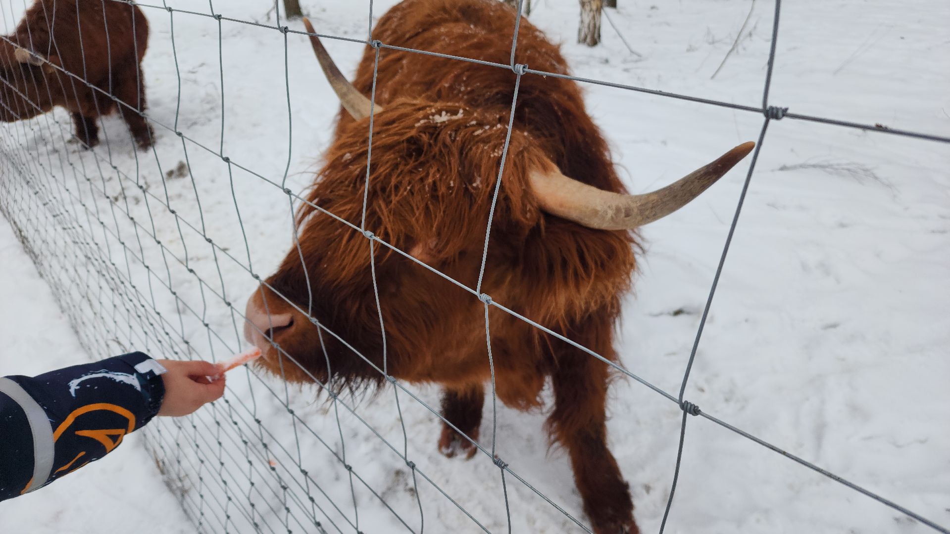 лотошино, зоопространство, контактный зоопарк, семейный досуг,