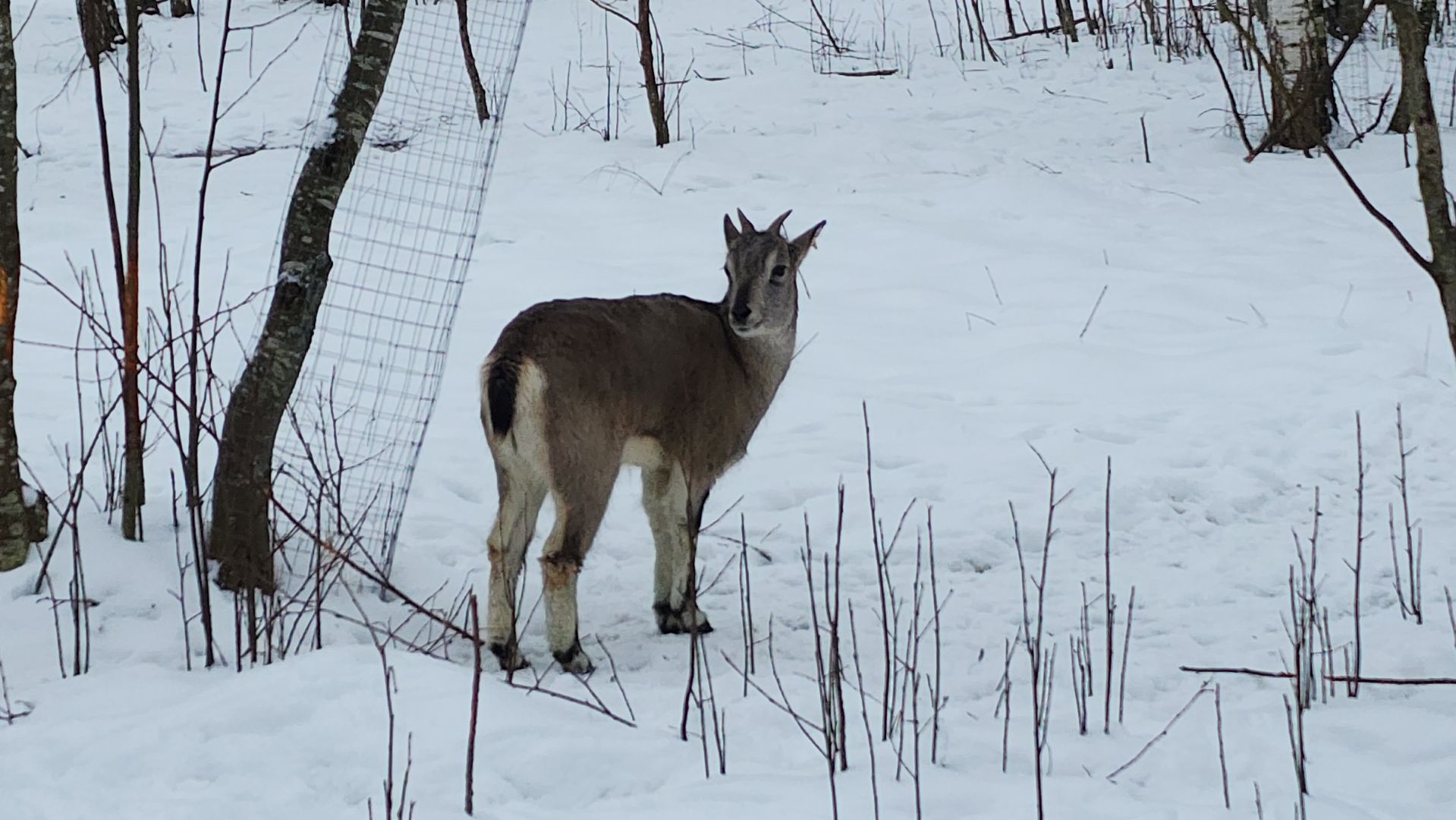 лотошино, зоопространство, контактный зоопарк, семейный досуг,