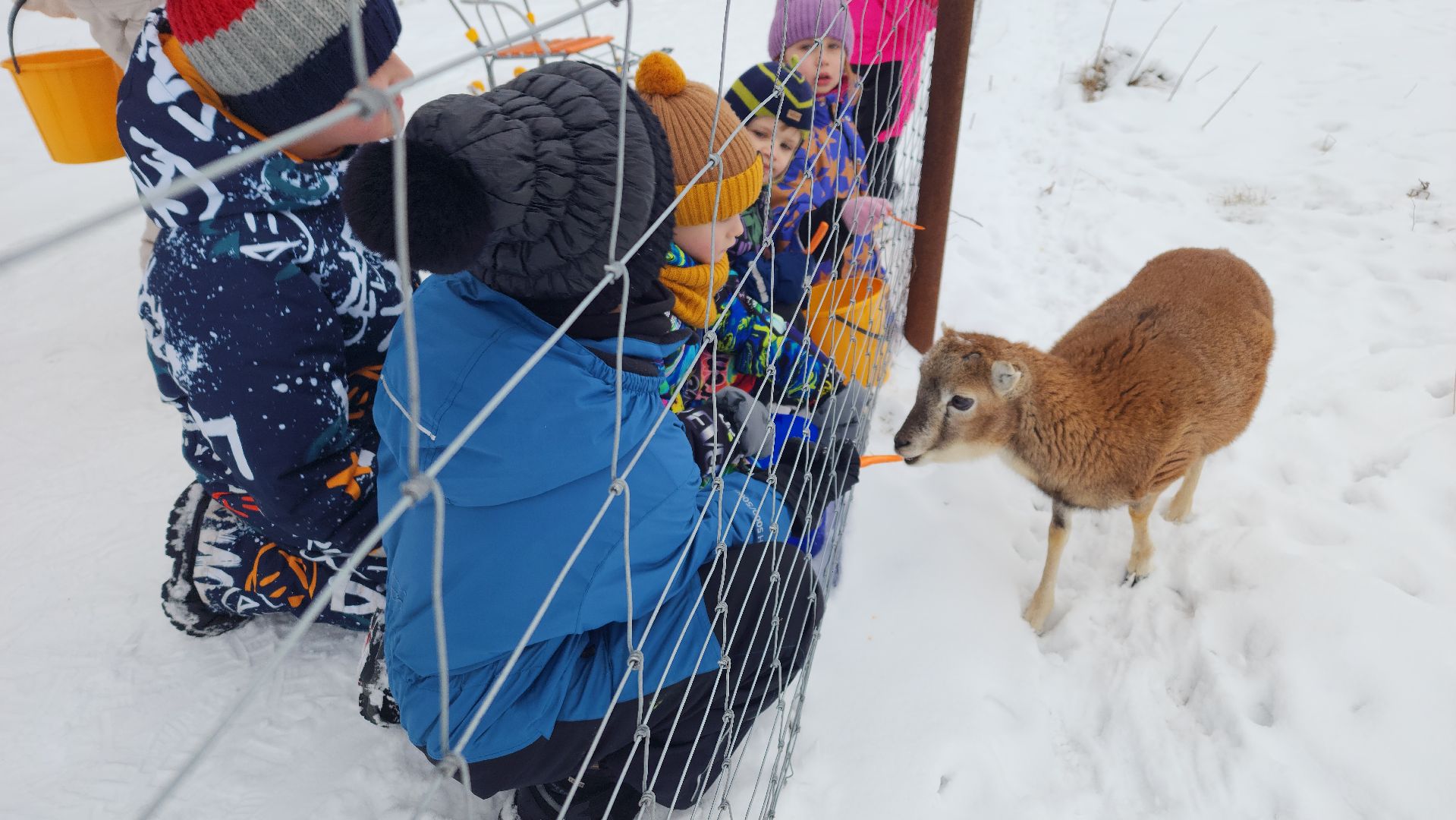 лотошино, зоопространство, контактный зоопарк, семейный досуг,