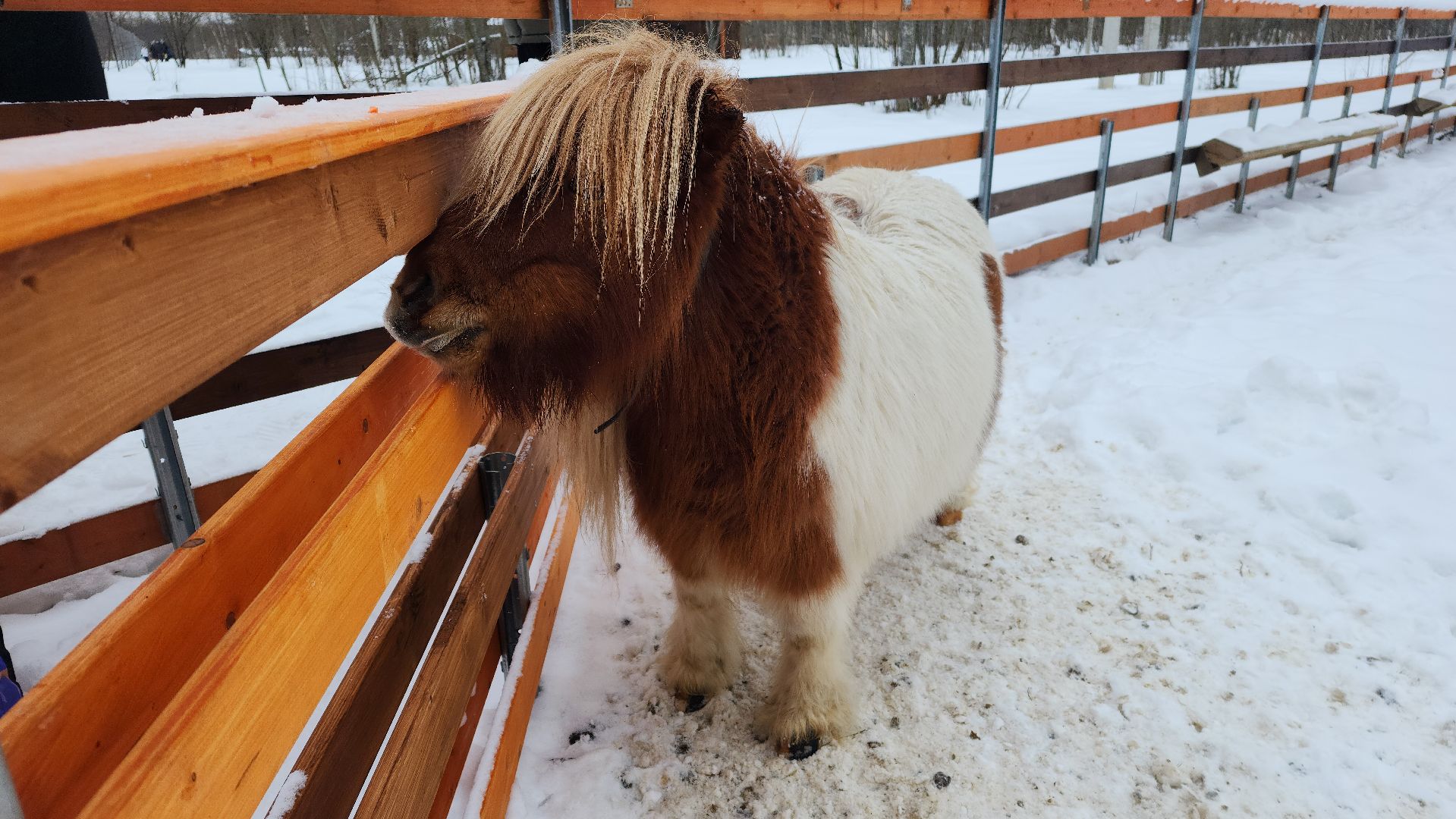 лотошино, зоопространство, контактный зоопарк, семейный досуг,