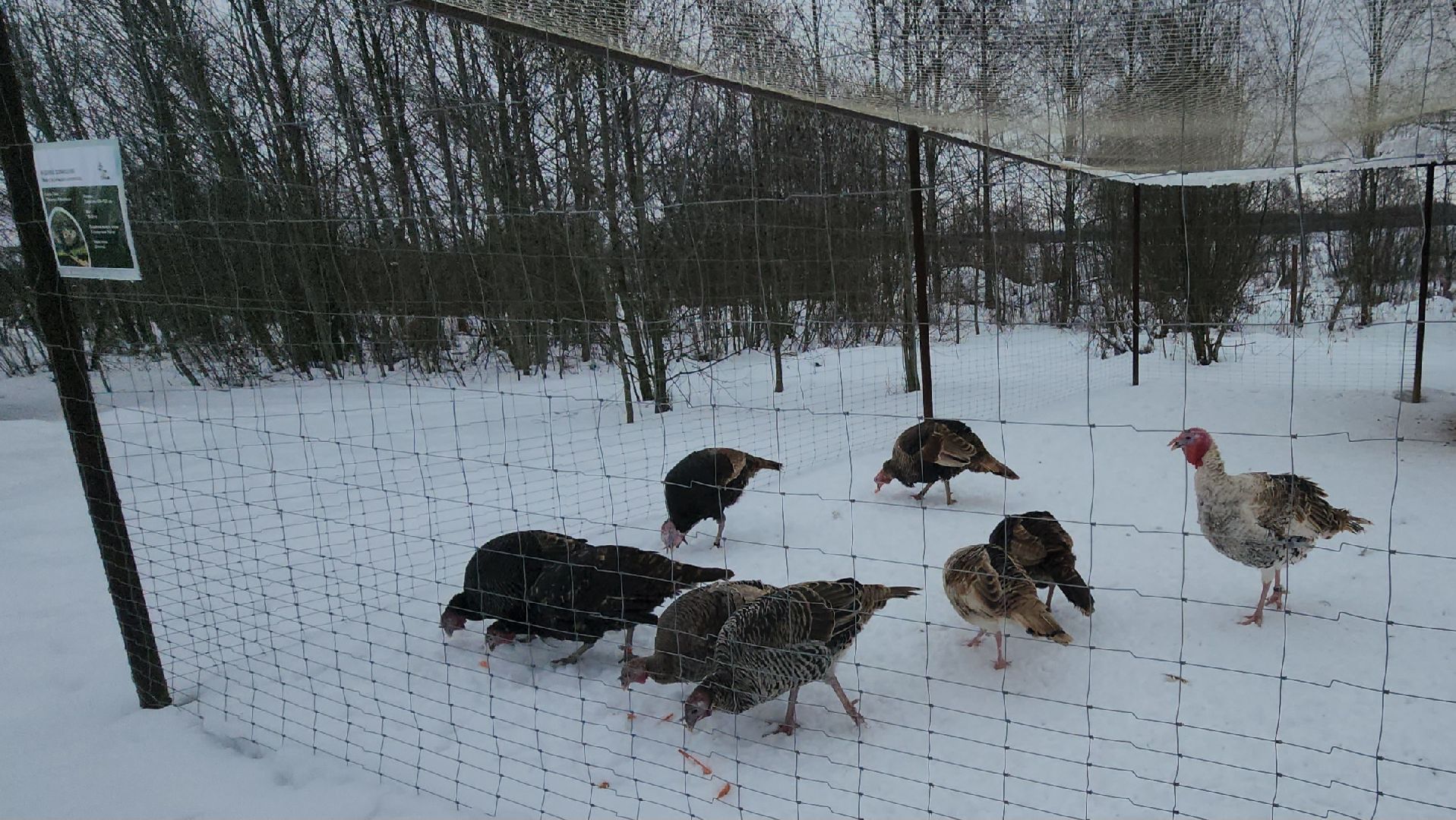 лотошино, зоопространство, контактный зоопарк, семейный досуг,