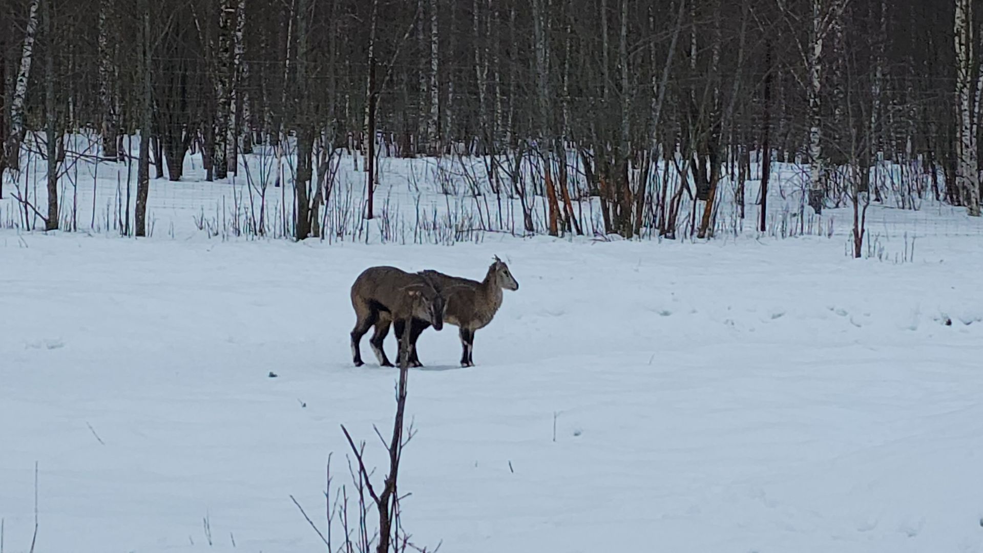 лотошино, зоопространство, контактный зоопарк, семейный досуг,
