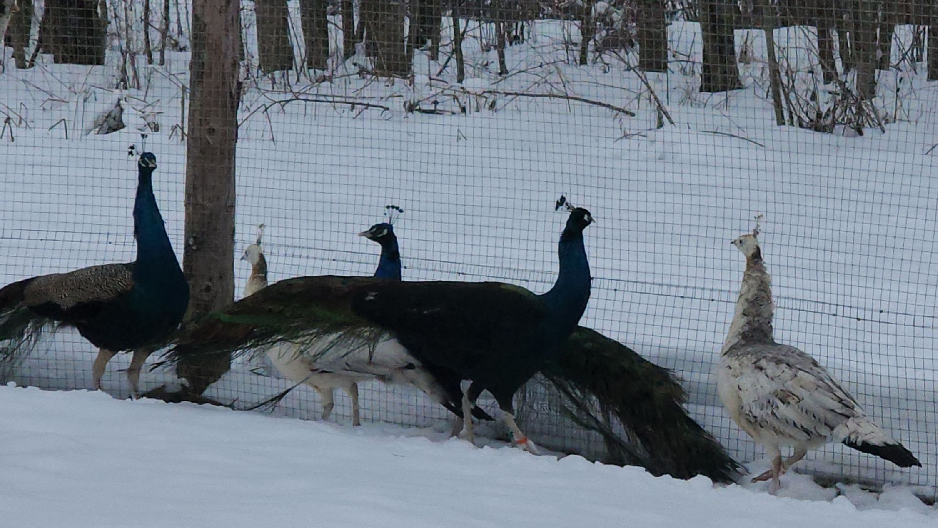 лотошино, зоопространство, контактный зоопарк, семейный досуг,