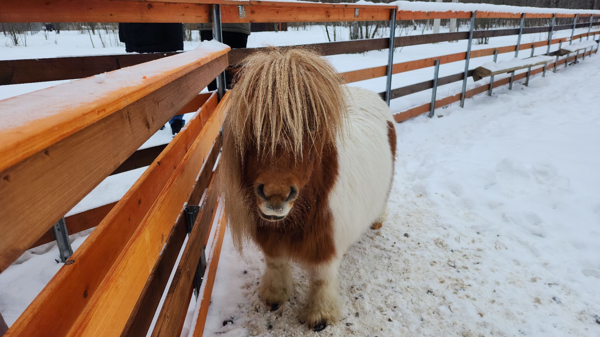 лотошино, зоопространство, контактный зоопарк, семейный досуг,