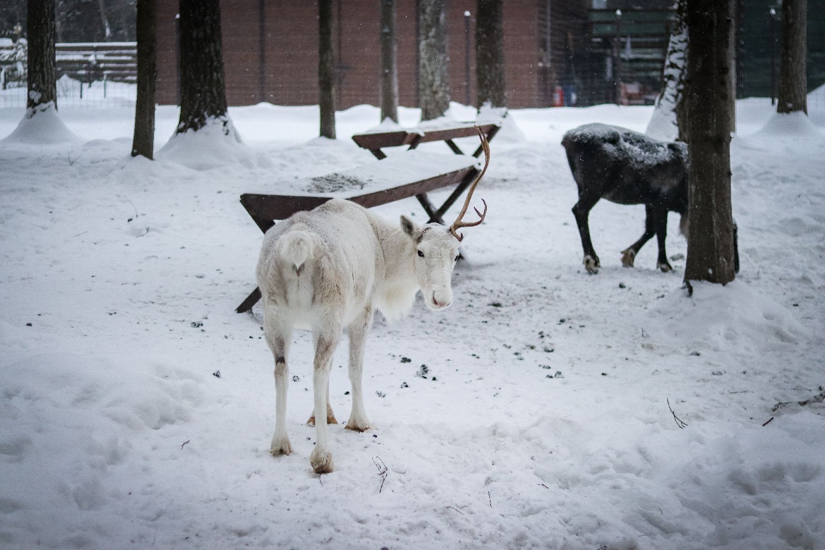 Клин, общество, животные, олени, зима в подмосковье,