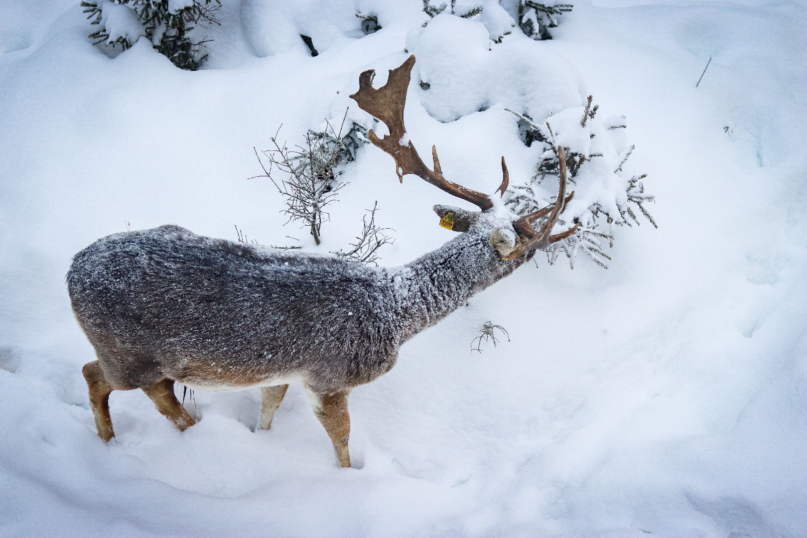 Клин, общество, животные, олени, зима в подмосковье,