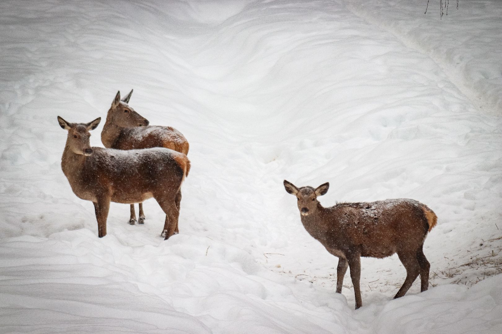Клин, общество, животные, олени, зима в подмосковье,