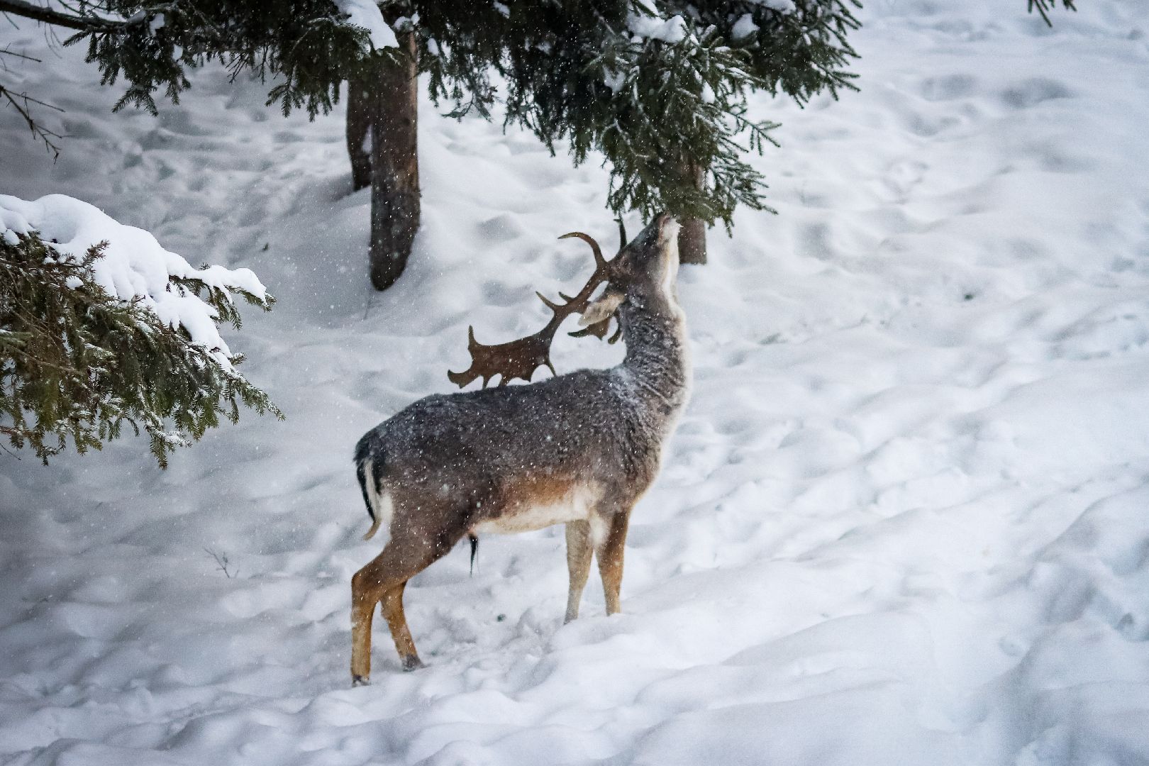 Клин, общество, животные, олени, зима в подмосковье,