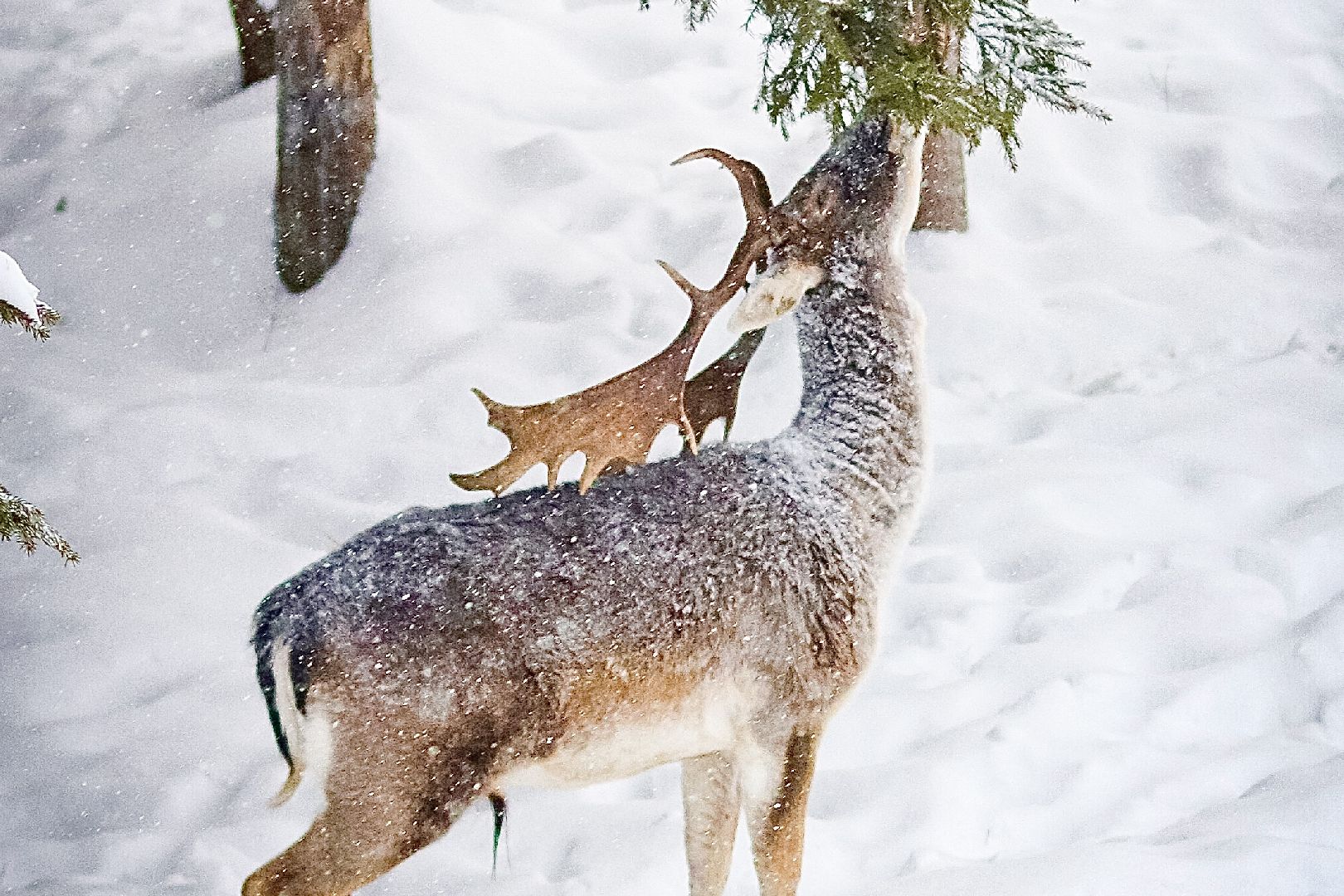 Клин, общество, животные, олени, зима в подмосковье,