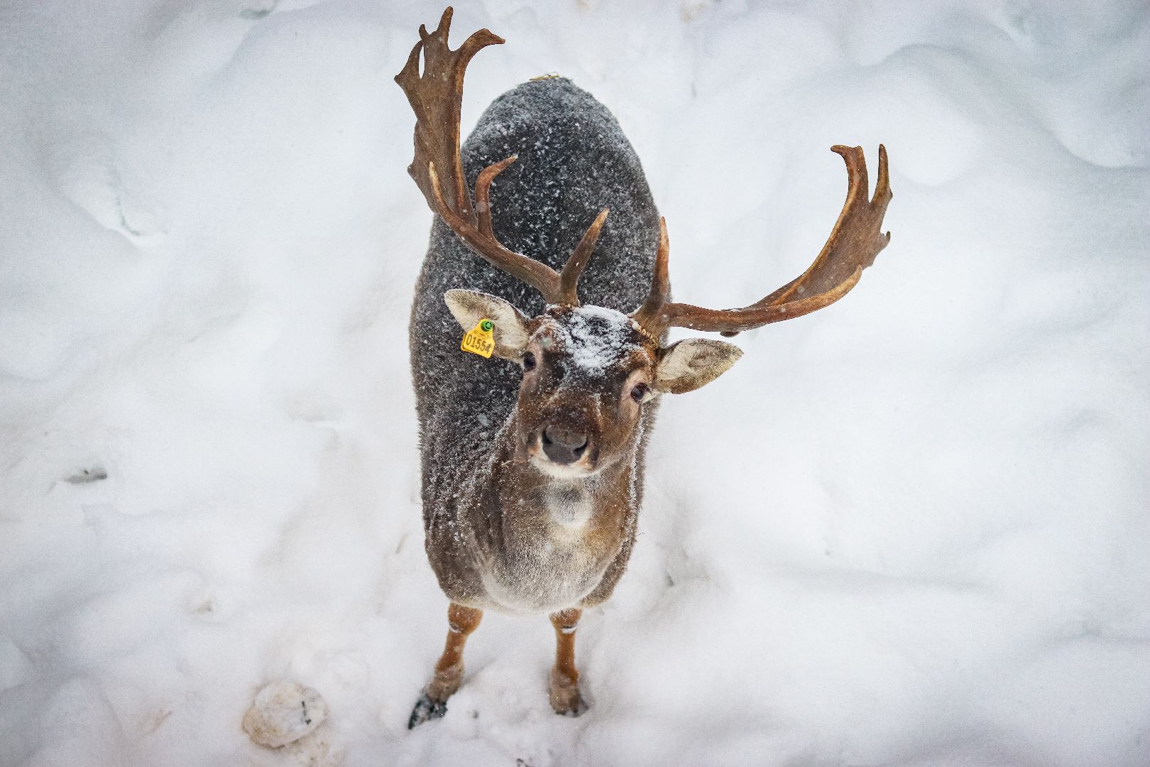 Клин, общество, животные, олени, зима в подмосковье,