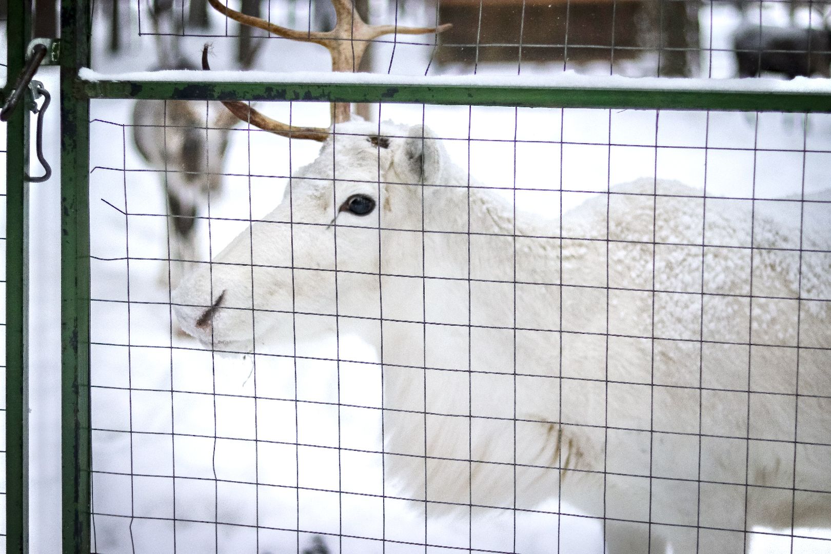 Клин, общество, животные, олени, зима в подмосковье,