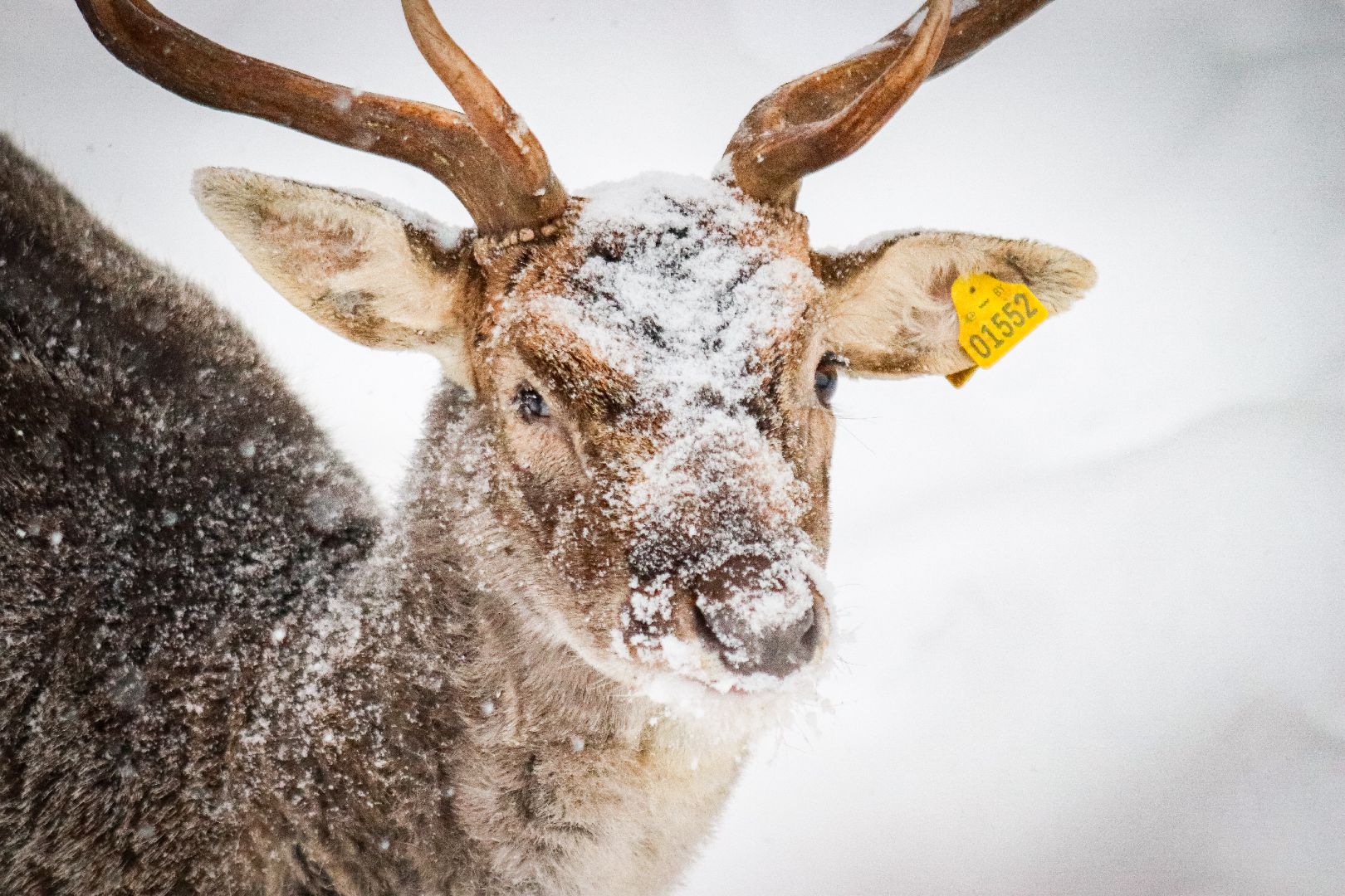 Клин, общество, животные, олени, зима в подмосковье,