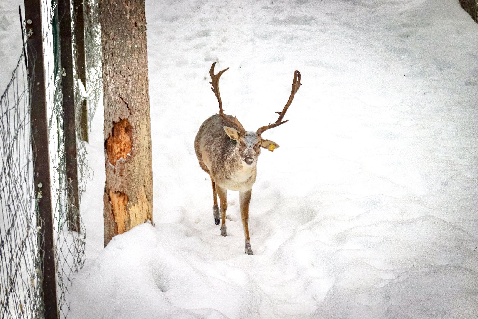 Клин, общество, животные, олени, зима в подмосковье,