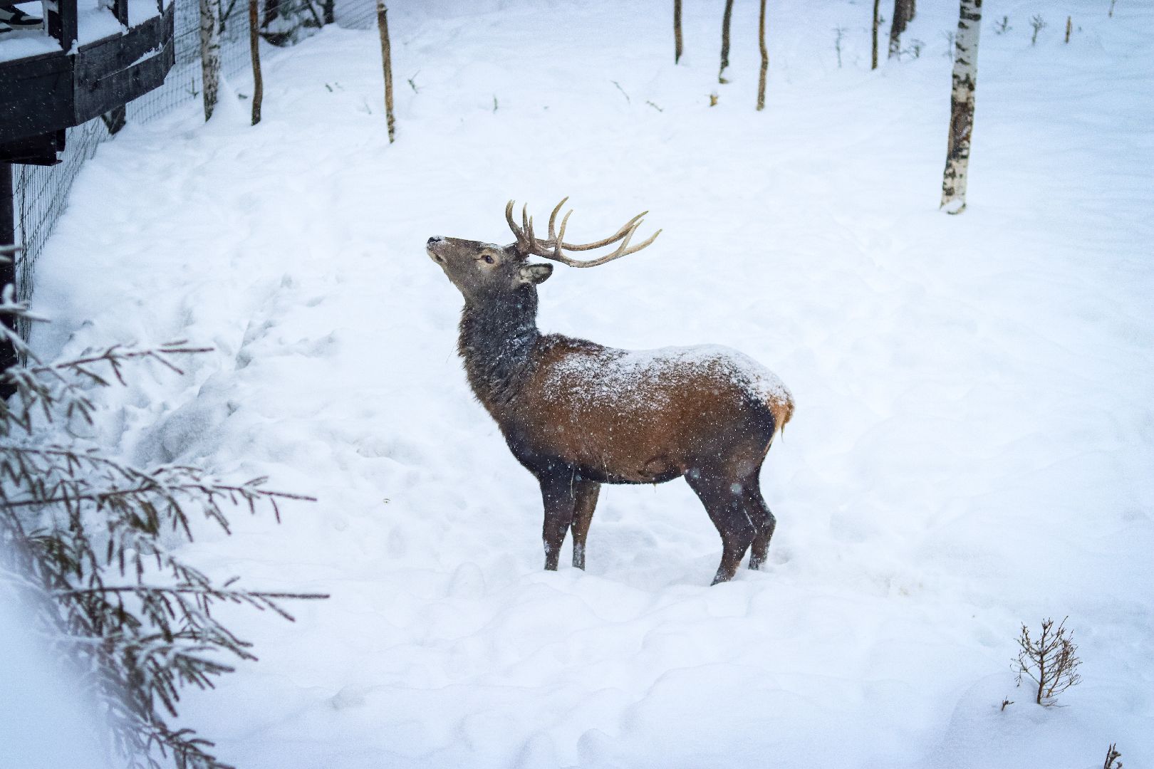 Клин, общество, животные, олени, зима в подмосковье,