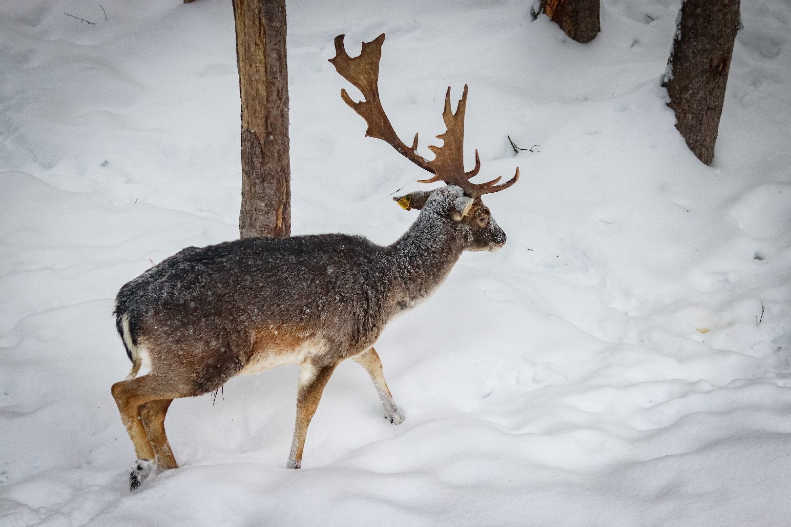 Клин, общество, животные, олени, зима в подмосковье,