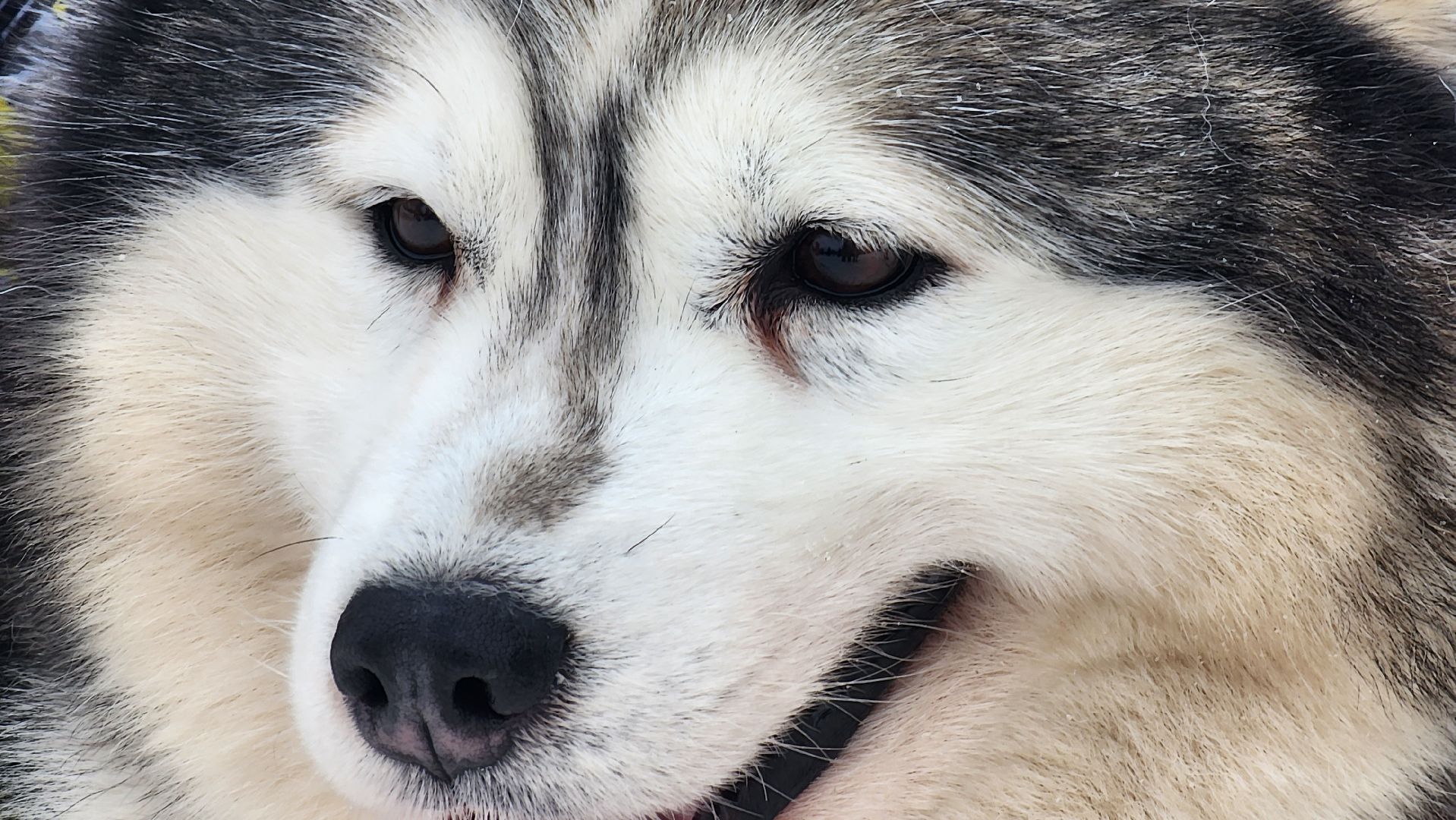 солнечногорск, вертикалки, зима в подмосковье, парки зимой, новый год в парке,