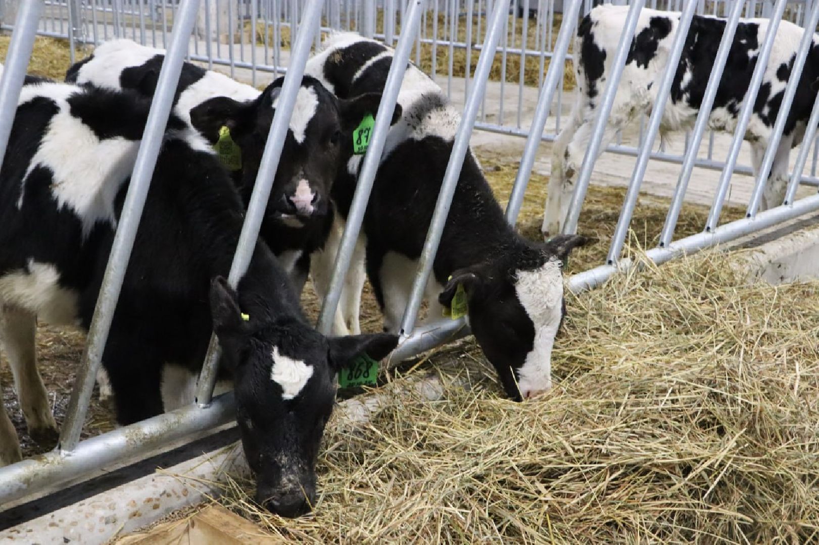 сельское хозяйство, серебряные пруды, инвестиции, новый коровник, ооо сп нива,