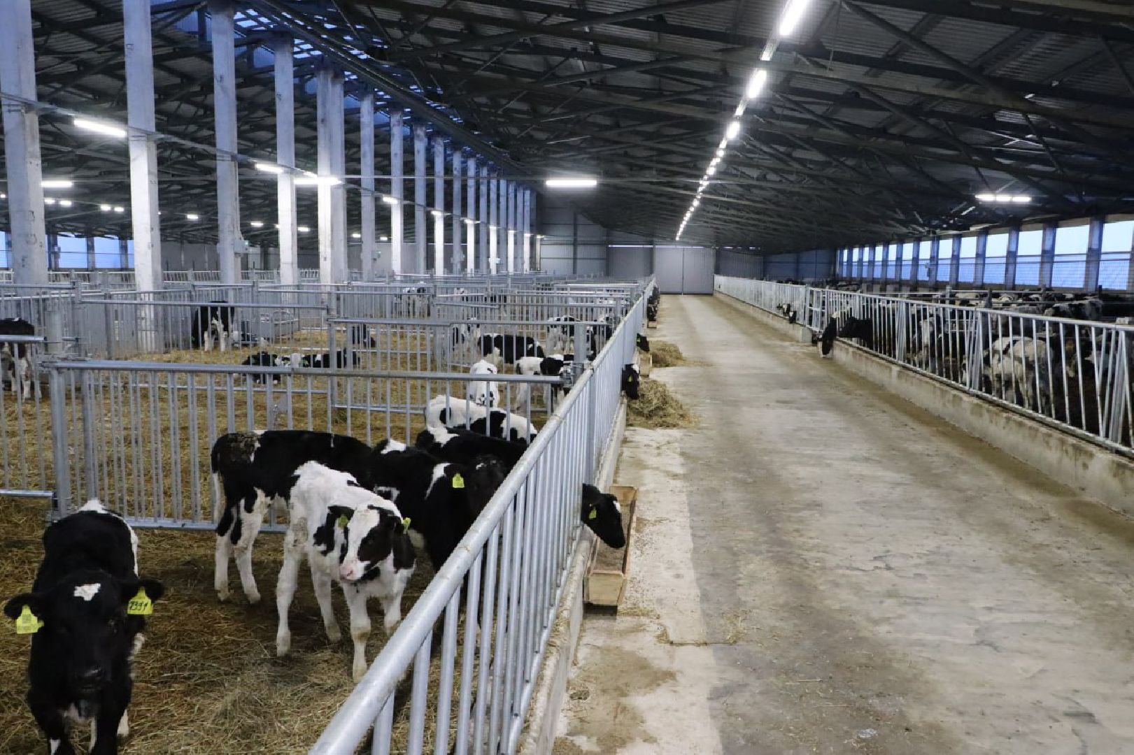 сельское хозяйство, серебряные пруды, инвестиции, новый коровник, ооо сп нива,