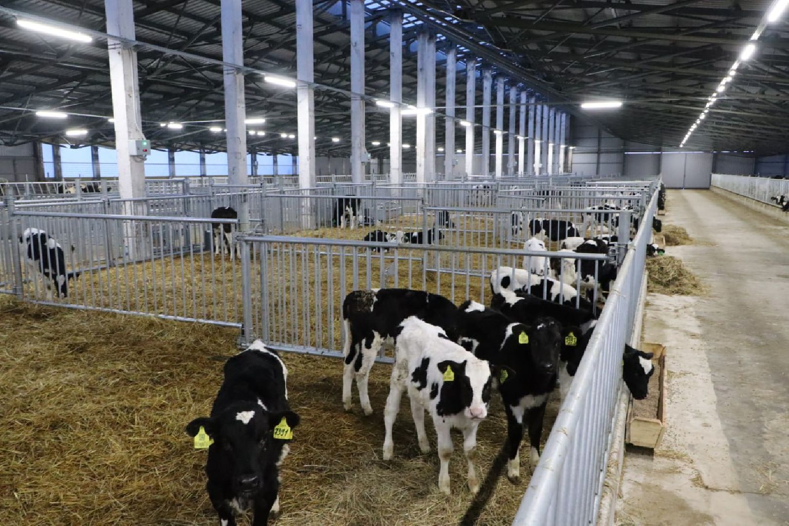 сельское хозяйство, серебряные пруды, инвестиции, новый коровник, ооо сп нива,