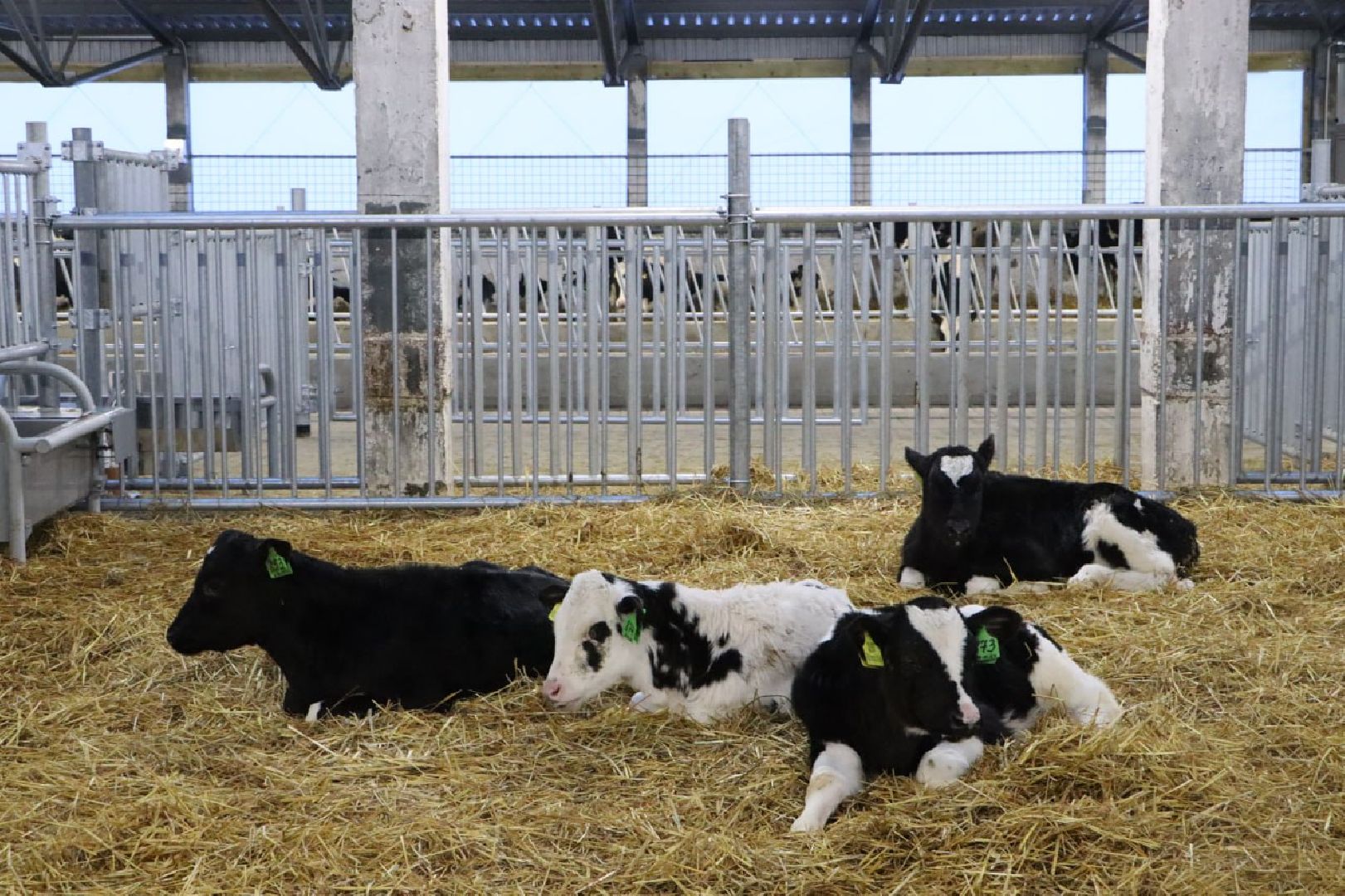 сельское хозяйство, серебряные пруды, инвестиции, новый коровник, ооо сп нива,