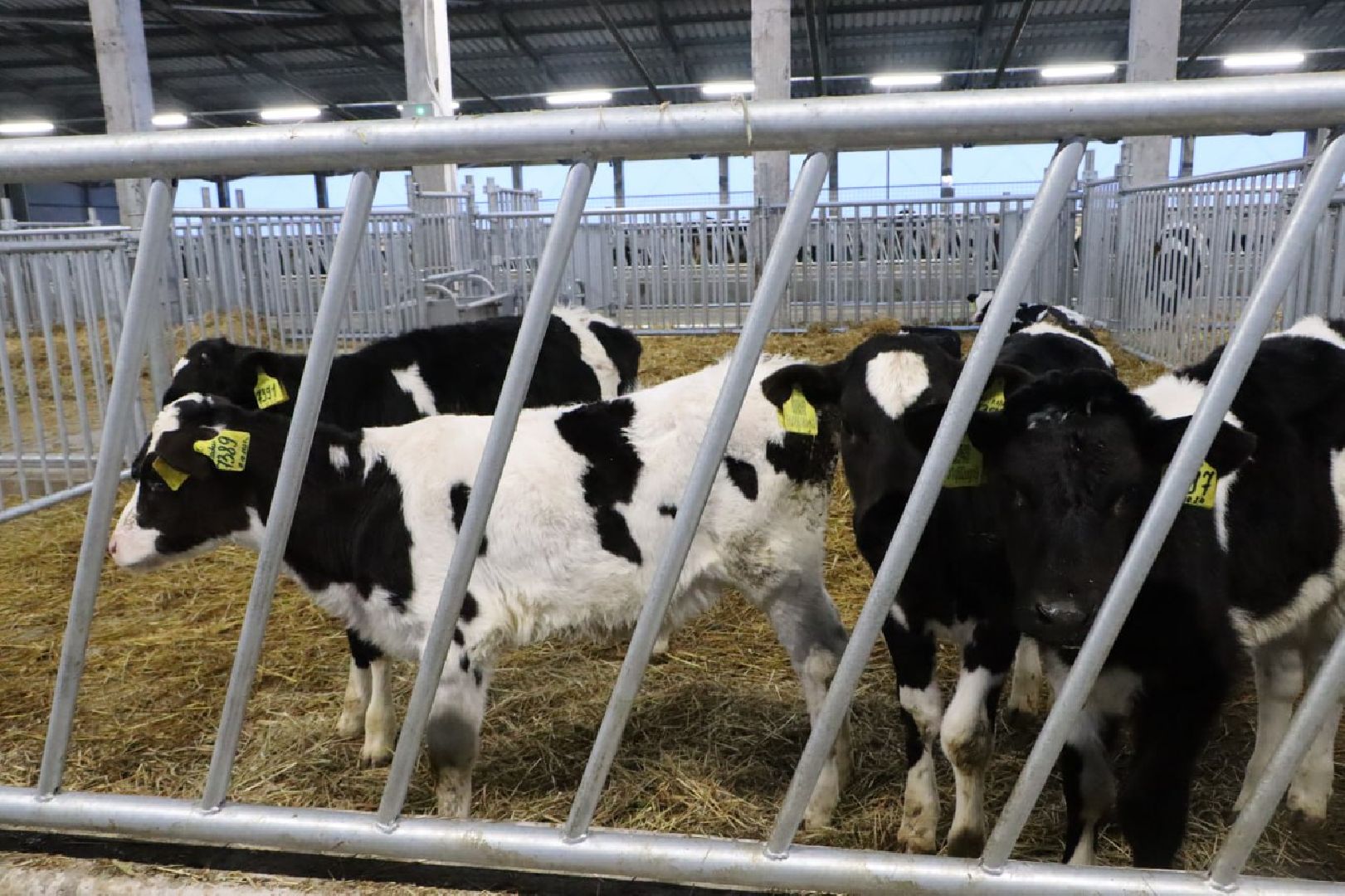 сельское хозяйство, серебряные пруды, инвестиции, новый коровник, ооо сп нива,