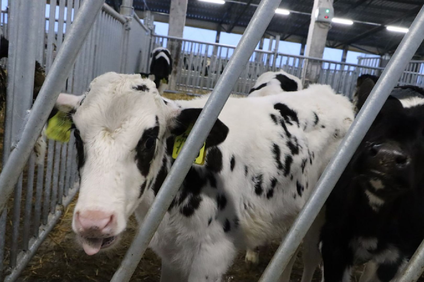 сельское хозяйство, серебряные пруды, инвестиции, новый коровник, ооо сп нива,