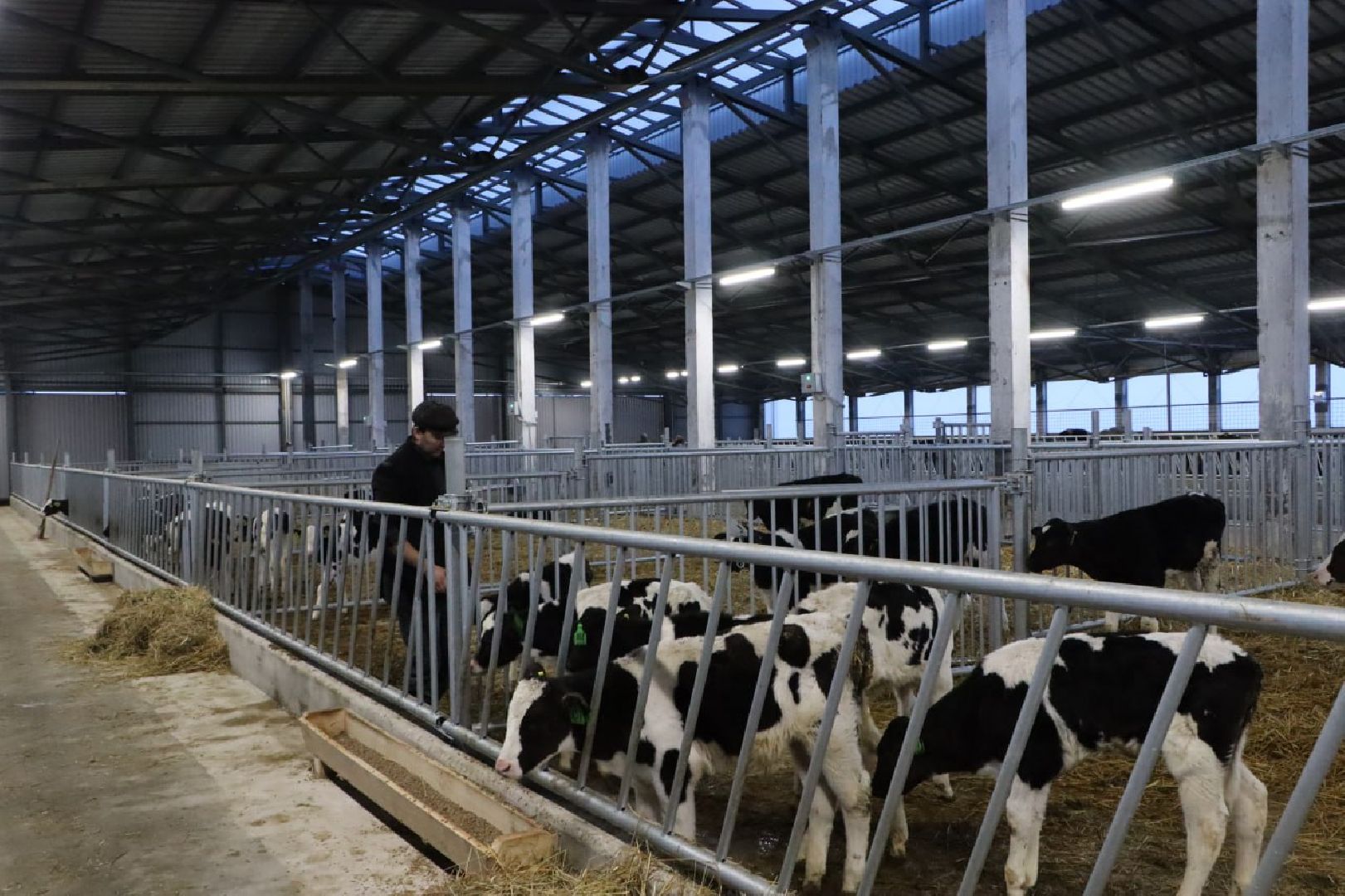 сельское хозяйство, серебряные пруды, инвестиции, новый коровник, ооо сп нива,