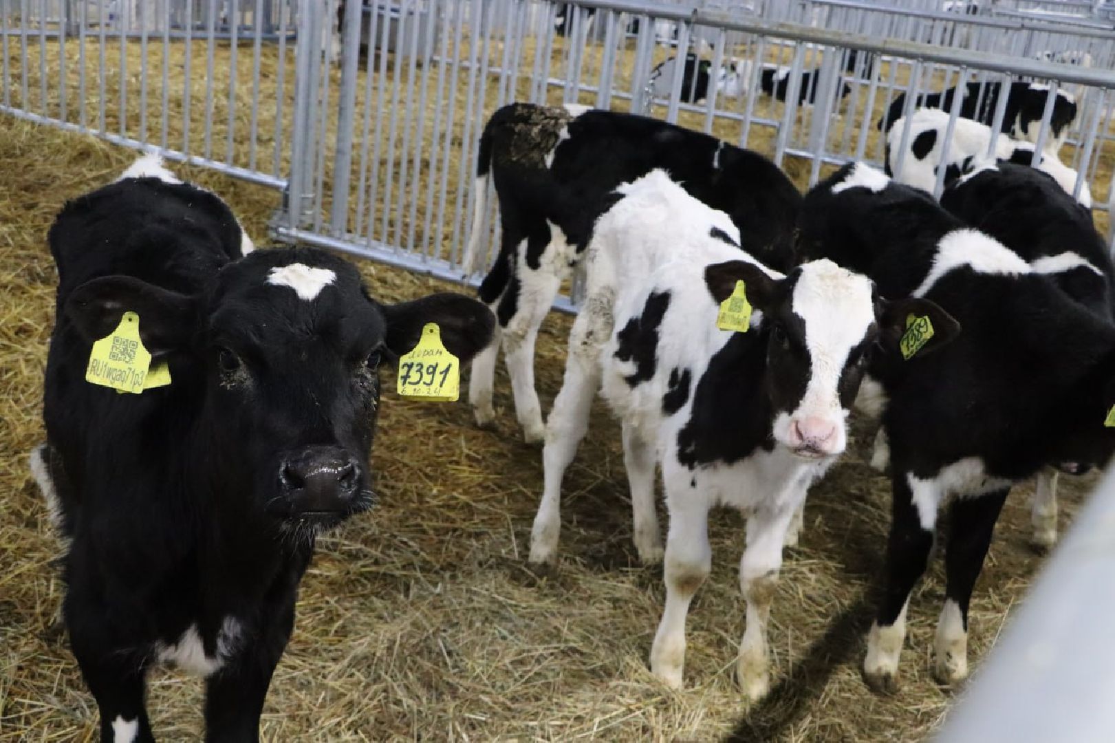 сельское хозяйство, серебряные пруды, инвестиции, новый коровник, ооо сп нива,