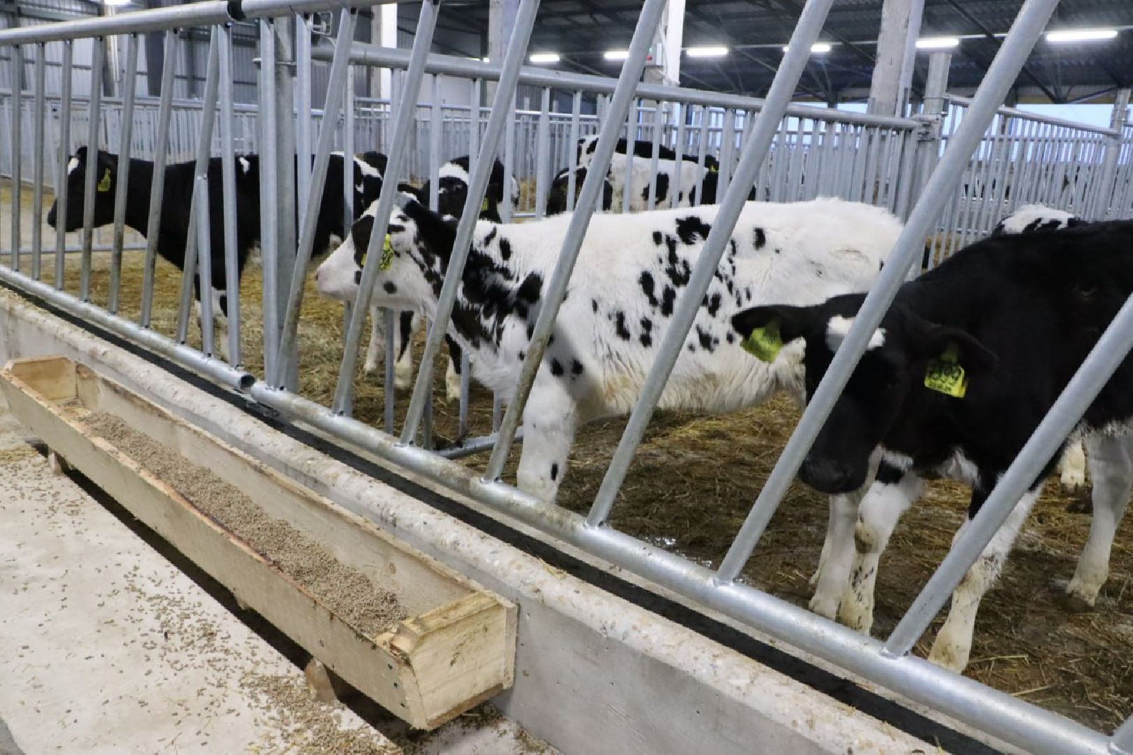 сельское хозяйство, серебряные пруды, инвестиции, новый коровник, ооо сп нива,