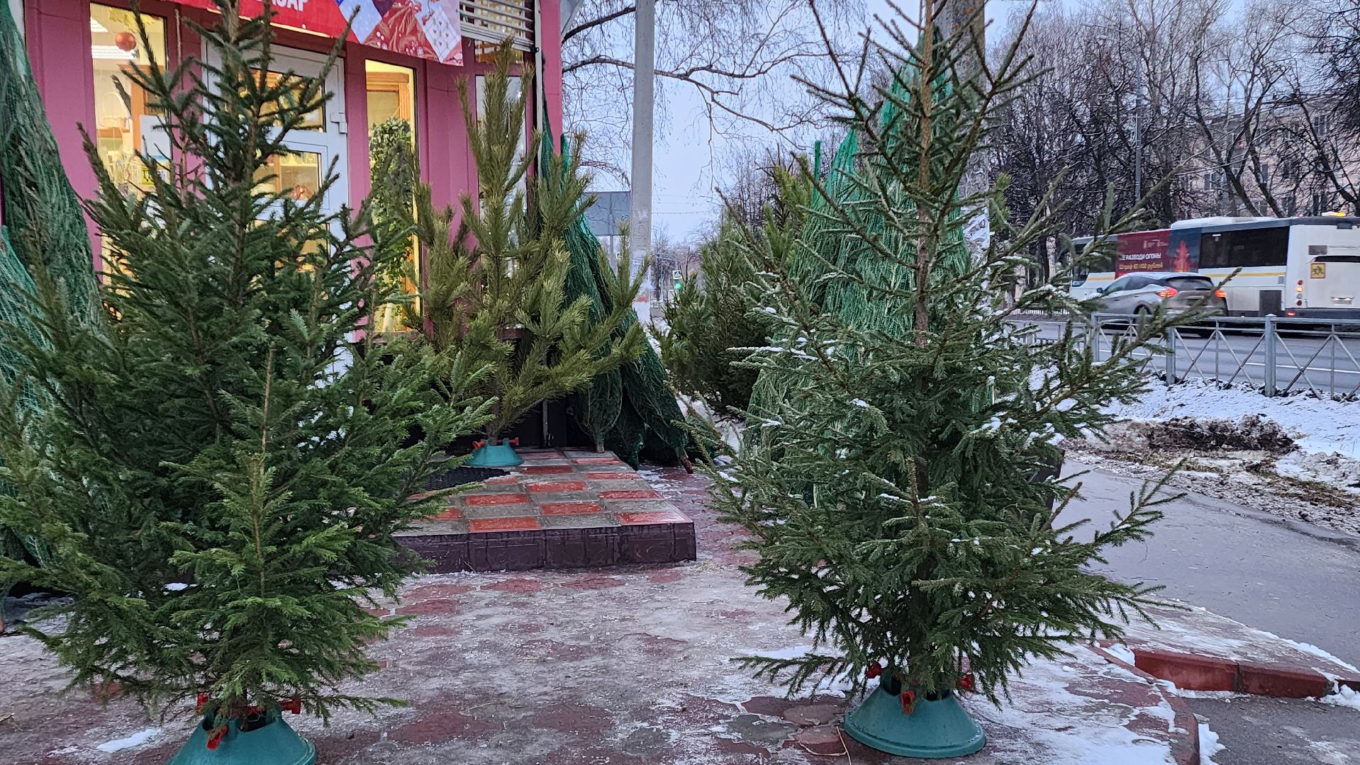 Бронницы, Сосна на новый год, Уход за живой сосной, Новый год, Жители Бронниц, елочный базар,