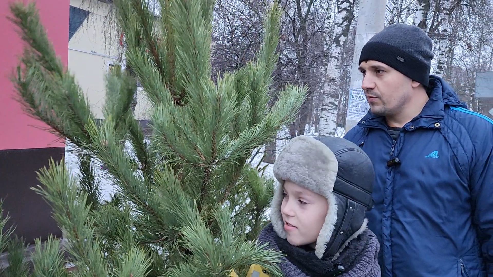 Бронницы, Сосна на новый год, Уход за живой сосной, Новый год, Жители Бронниц, елочный базар,