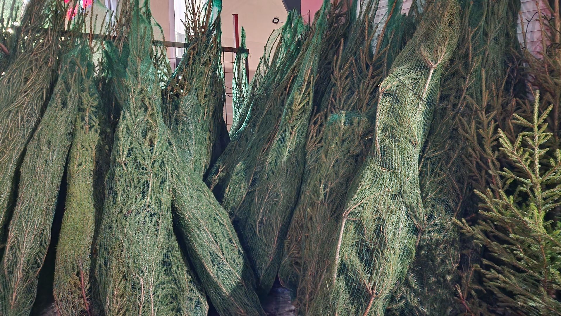 Бронницы, Сосна на новый год, Уход за живой сосной, Новый год, Жители Бронниц, елочный базар,