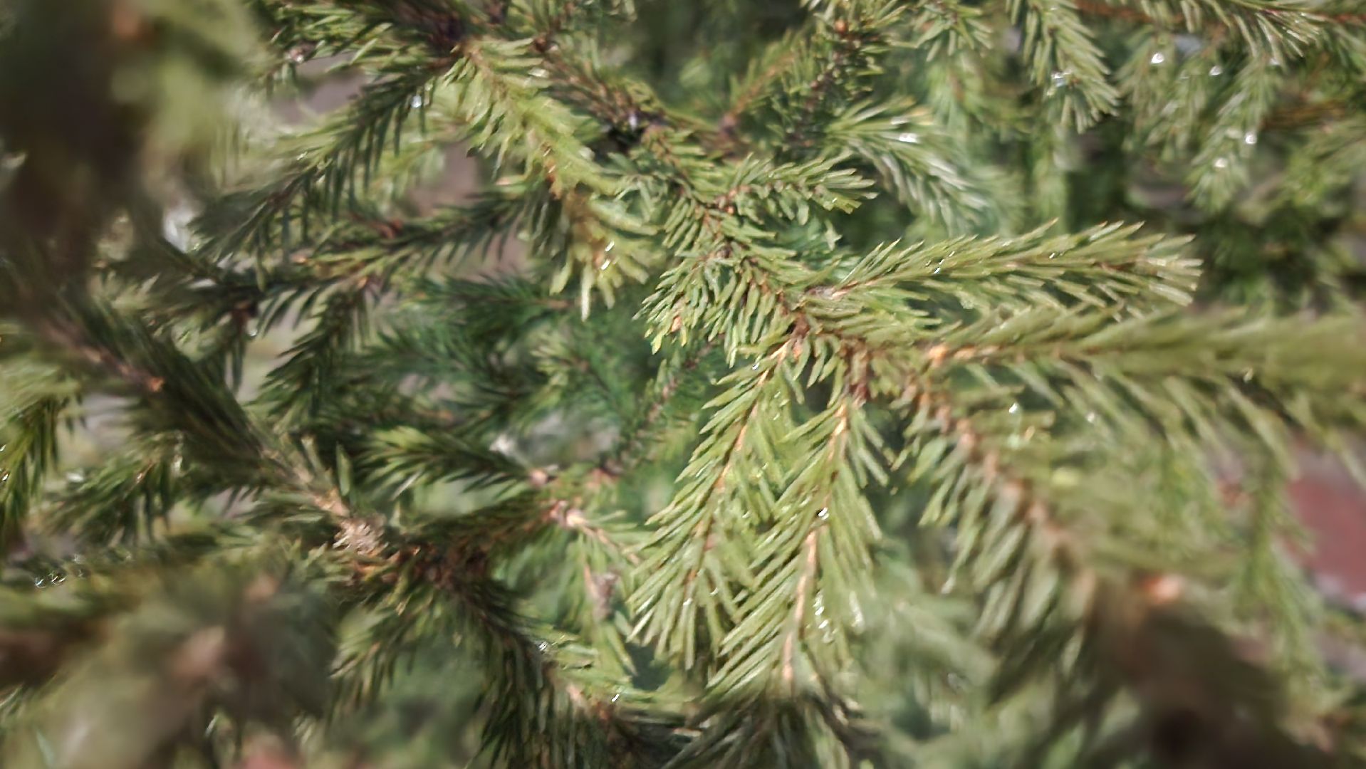 Бронницы, Сосна на новый год, Уход за живой сосной, Новый год, Жители Бронниц, елочный базар,