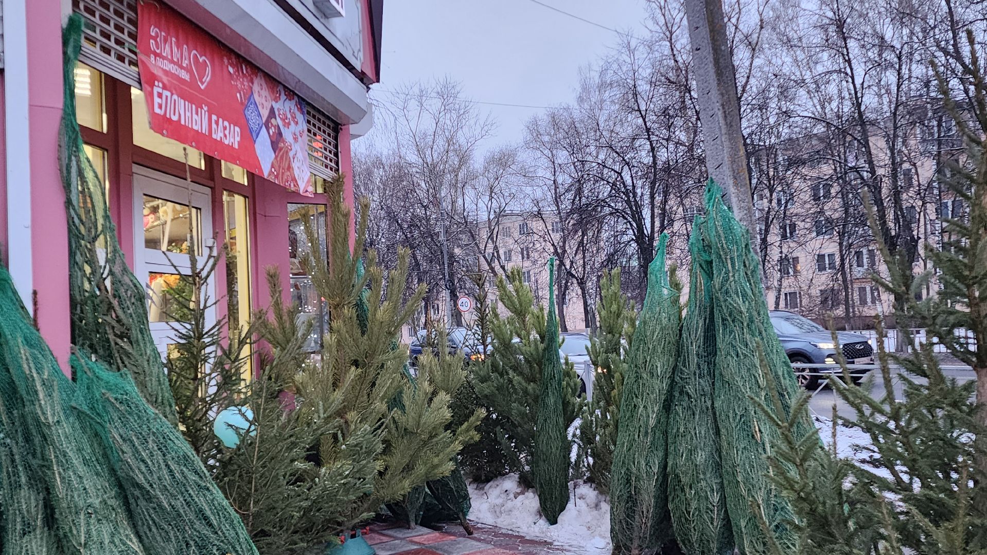 Бронницы, Сосна на новый год, Уход за живой сосной, Новый год, Жители Бронниц, елочный базар,