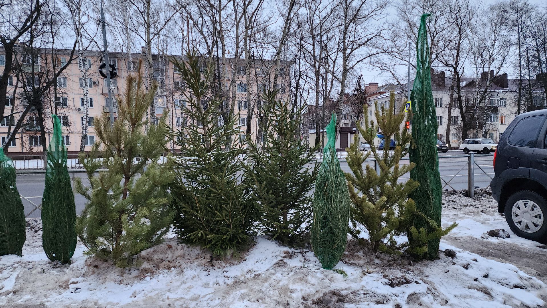 Бронницы, елочные базары, Купить ель в Бронницах, Подготовки к новому году,Вертикалка,