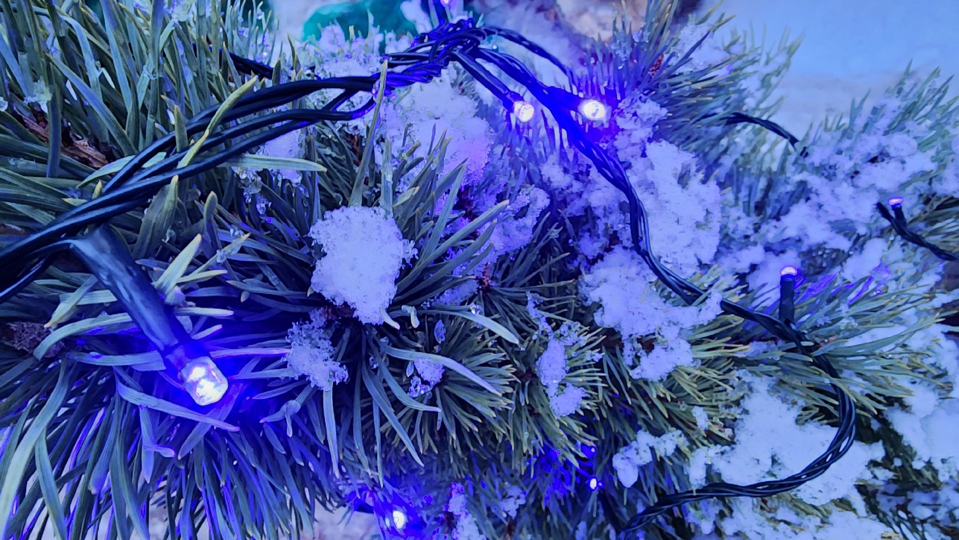 Бронницы, елочные базары, Купить ель в Бронницах, Подготовки к новому году,Вертикалка,