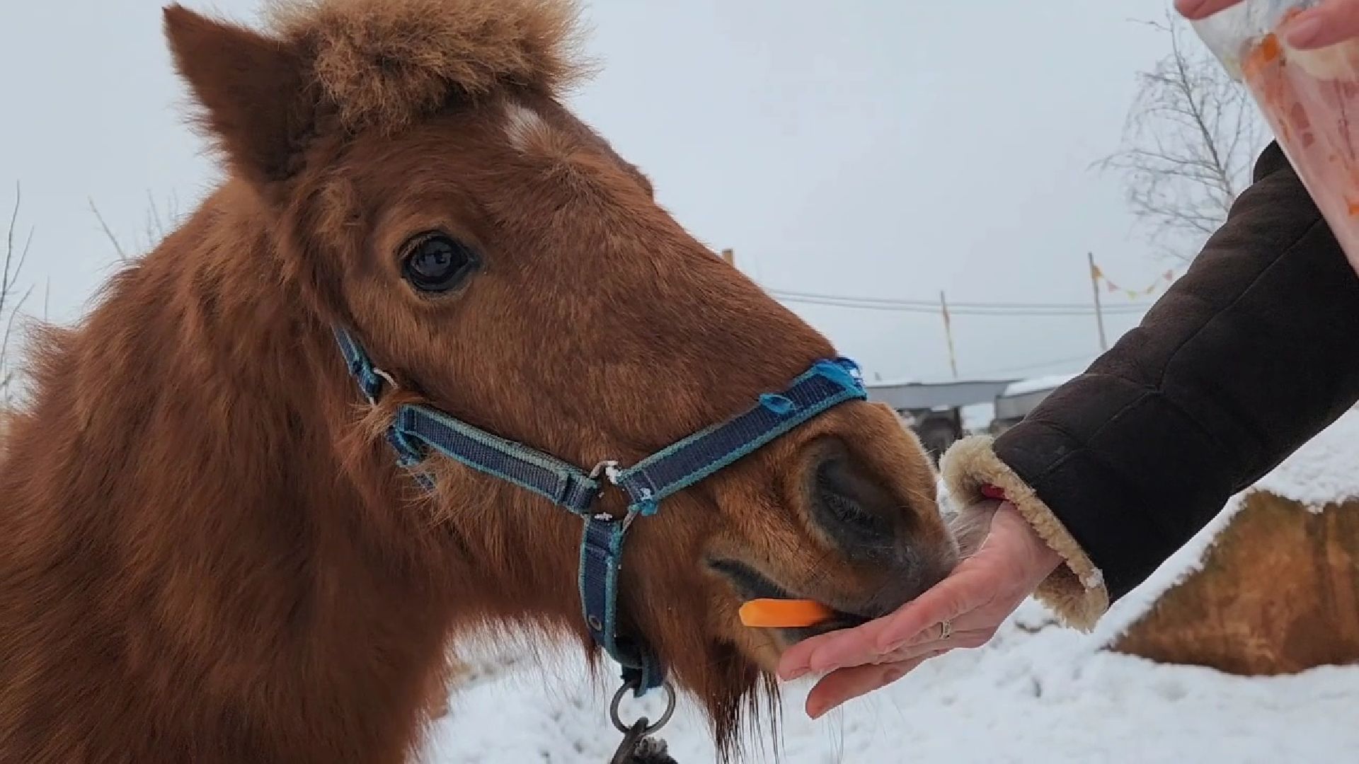 Раменское, Туризм, гастротуризм, Ферма 56, Животные на ферме,Вертикалка,