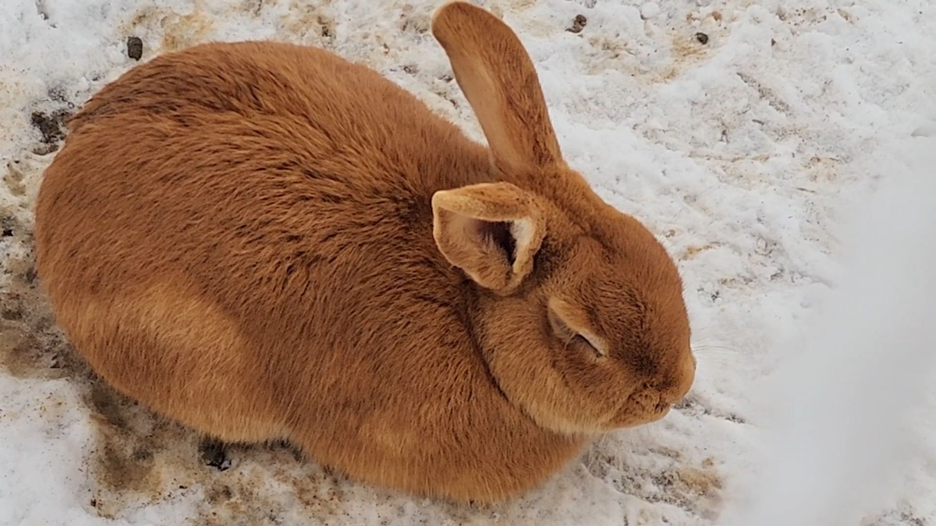 Раменское, Туризм, гастротуризм, Ферма 56, Животные на ферме,Вертикалка,