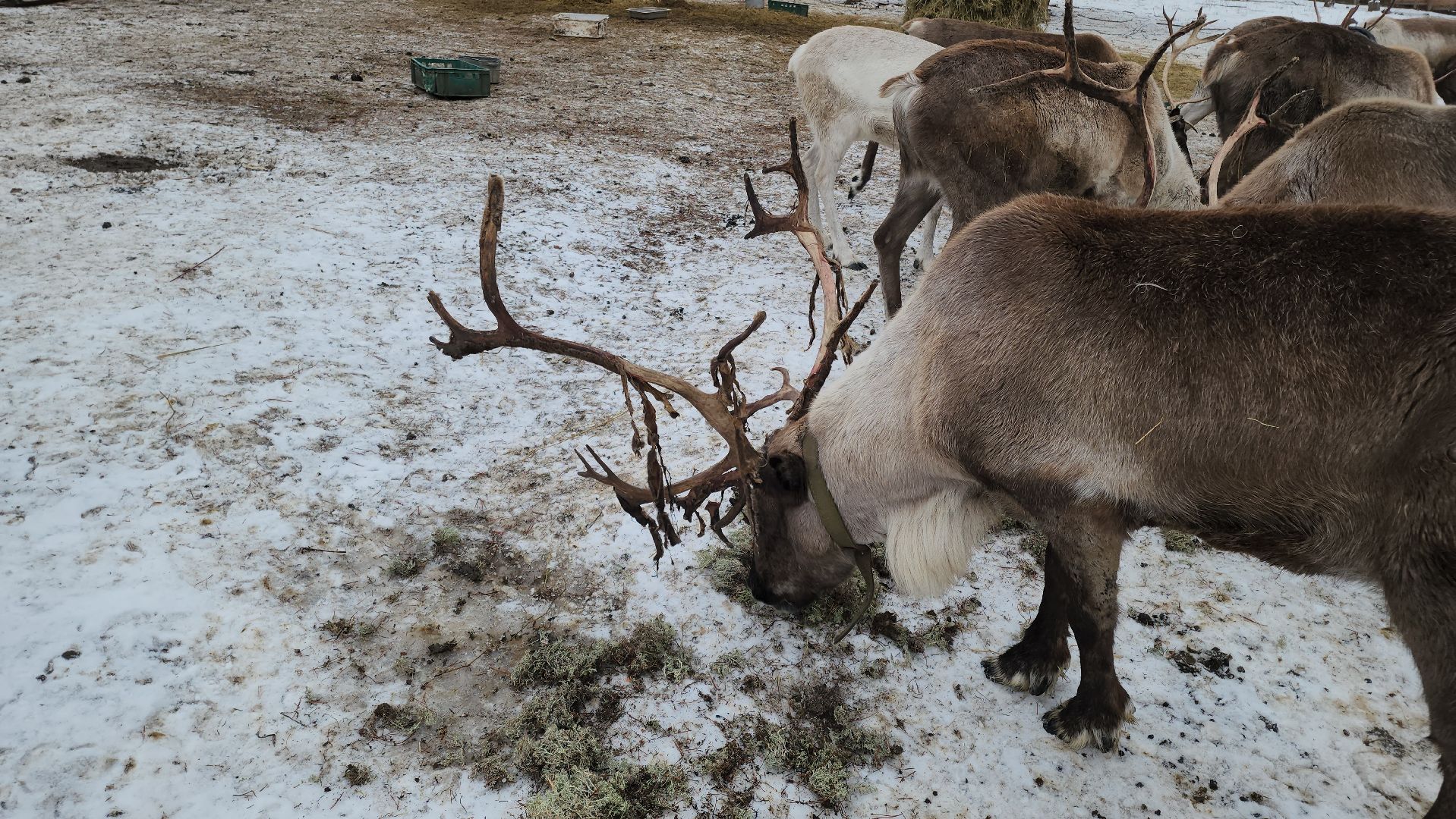 кашира, новогодние каникулы, зоостудия ковчег, животные актёры, фестиваль севера,