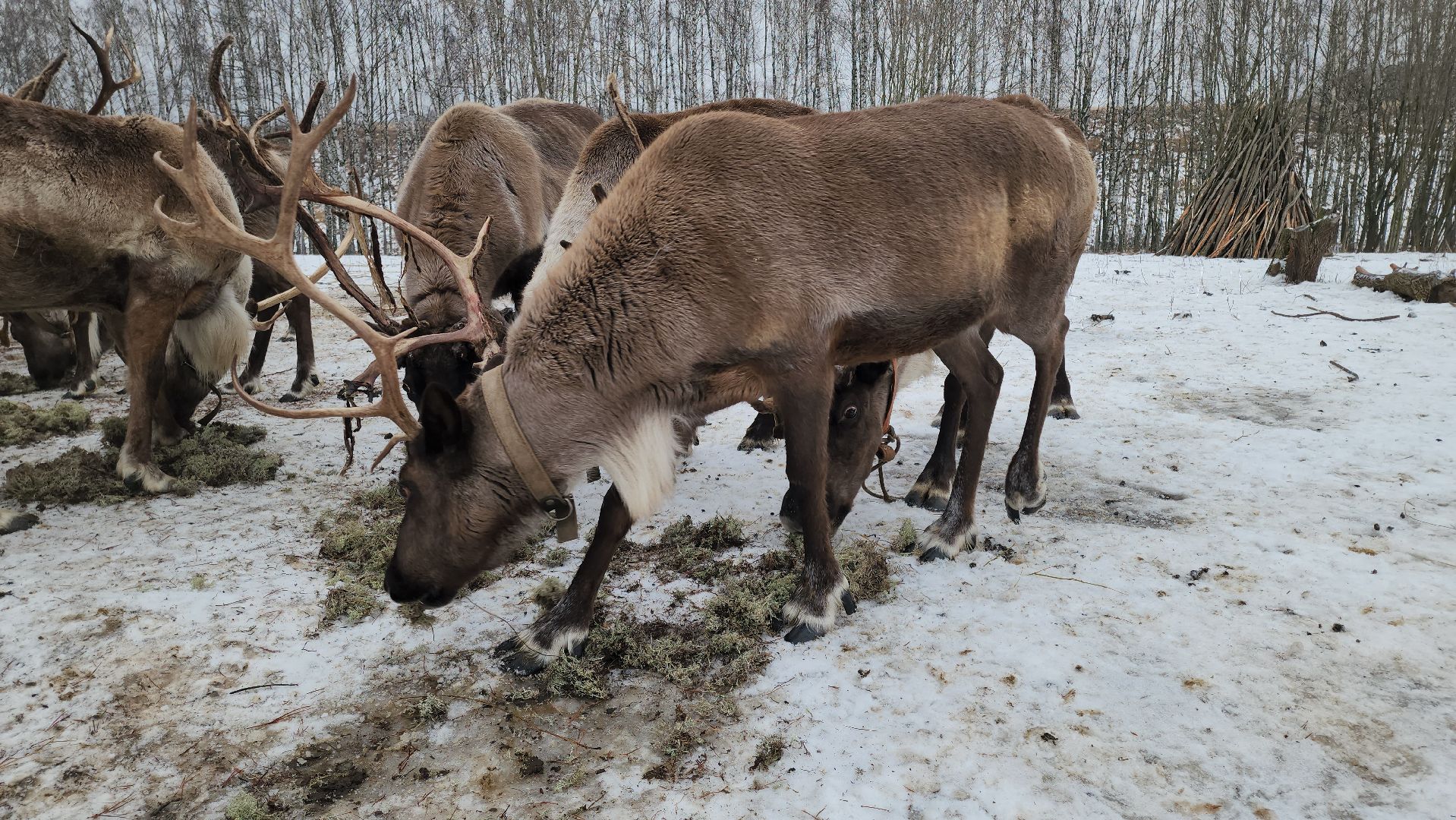 кашира, новогодние каникулы, зоостудия ковчег, животные актёры, фестиваль севера,