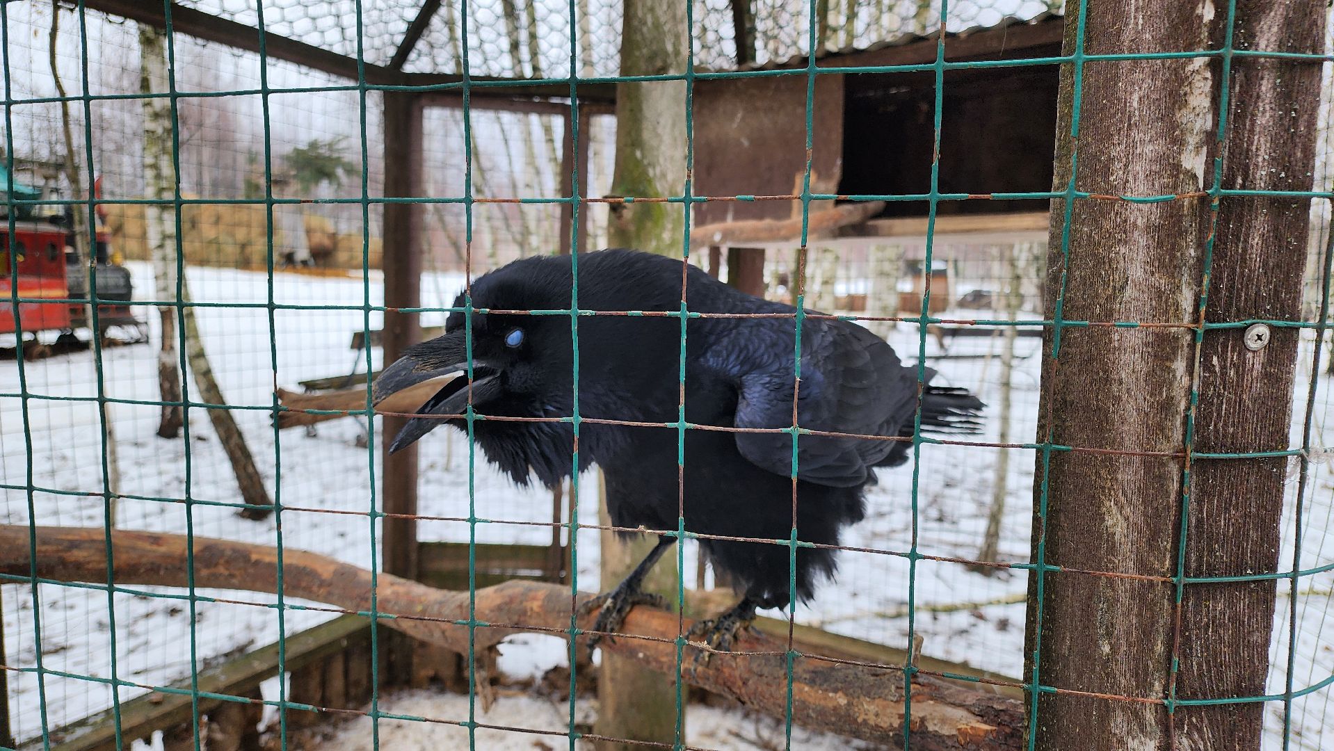 кашира, новогодние каникулы, зоостудия ковчег, животные актёры, фестиваль севера,