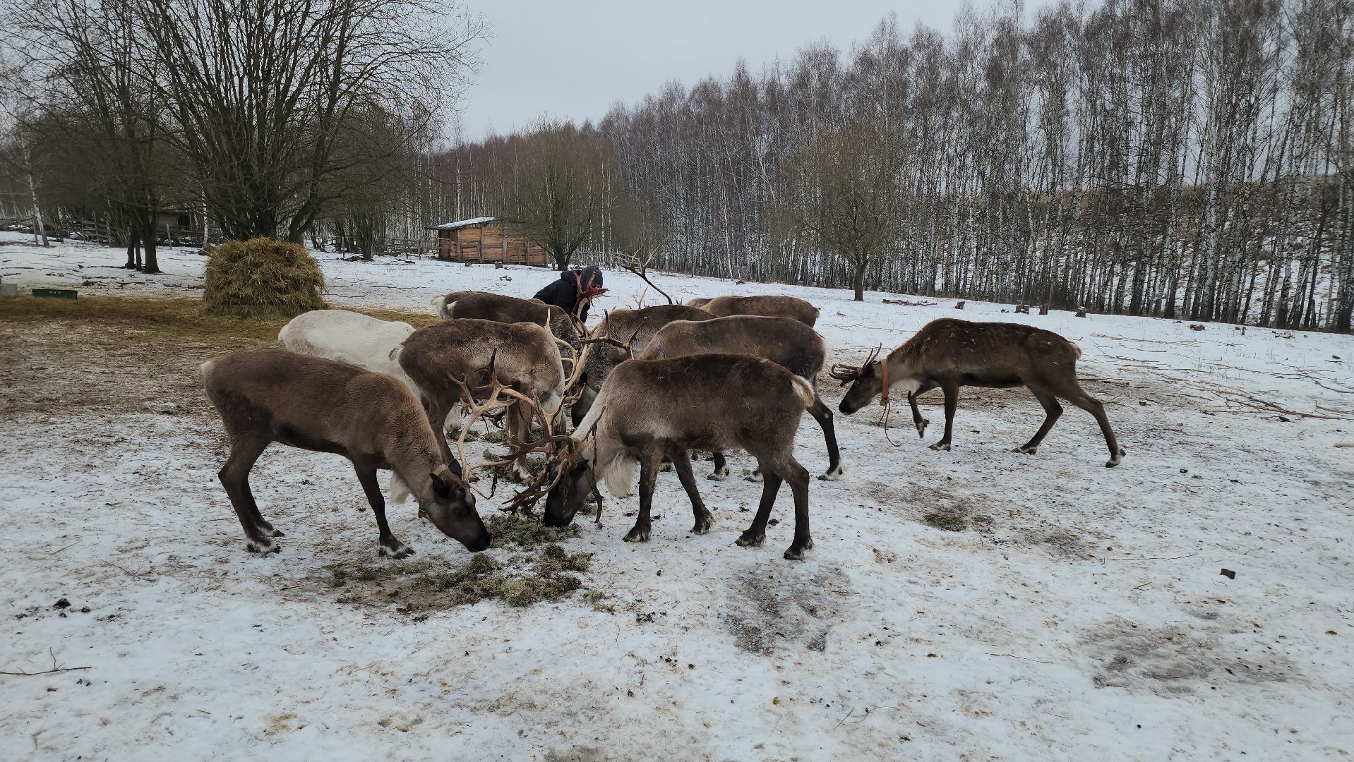 кашира, новогодние каникулы, зоостудия ковчег, животные актёры, фестиваль севера,