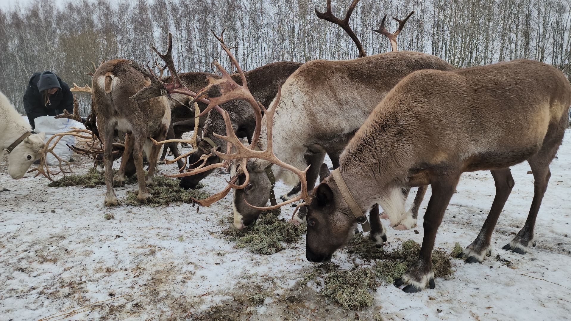 кашира, новогодние каникулы, зоостудия ковчег, животные актёры, фестиваль севера,