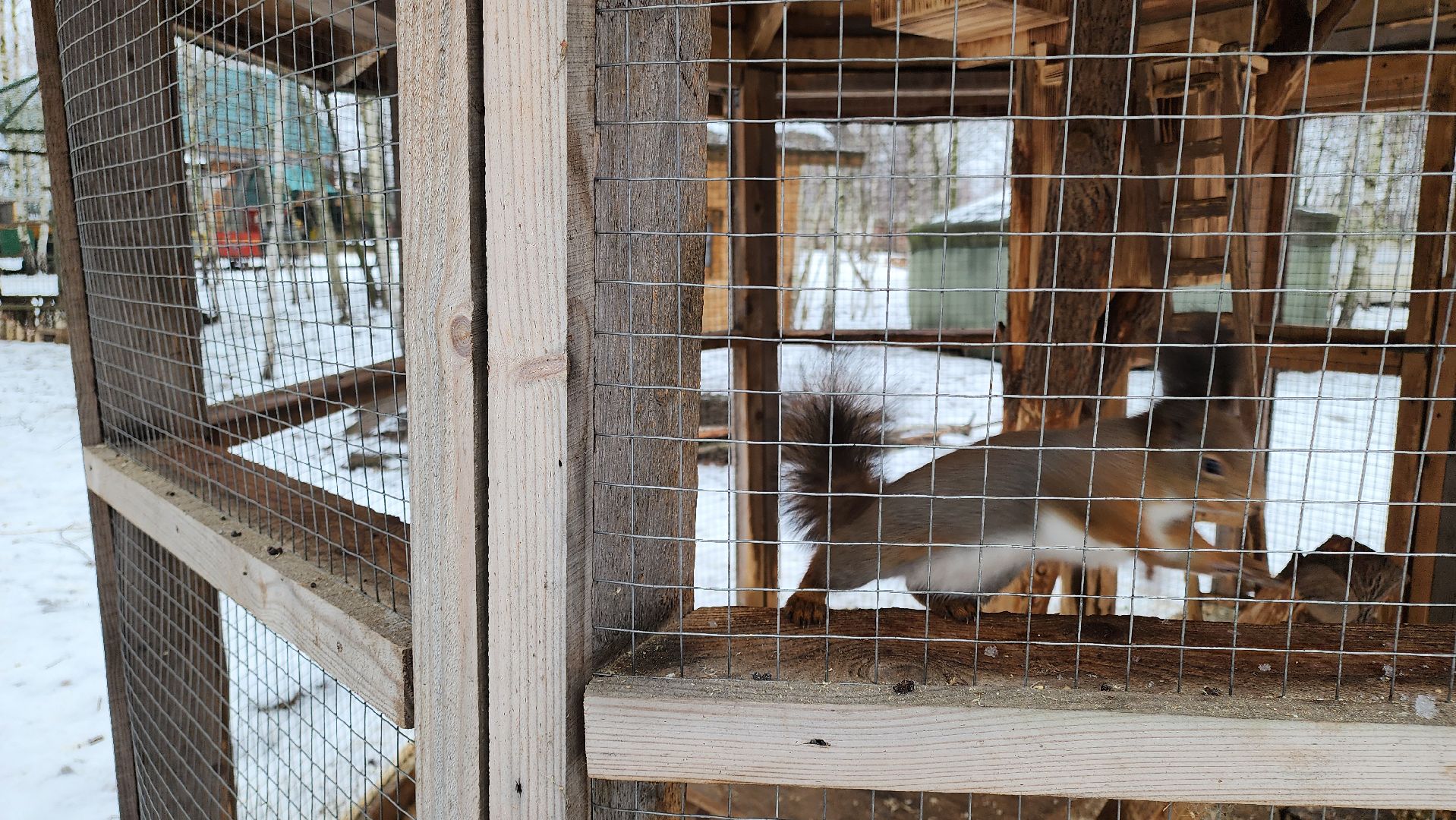 кашира, новогодние каникулы, зоостудия ковчег, животные актёры, фестиваль севера,